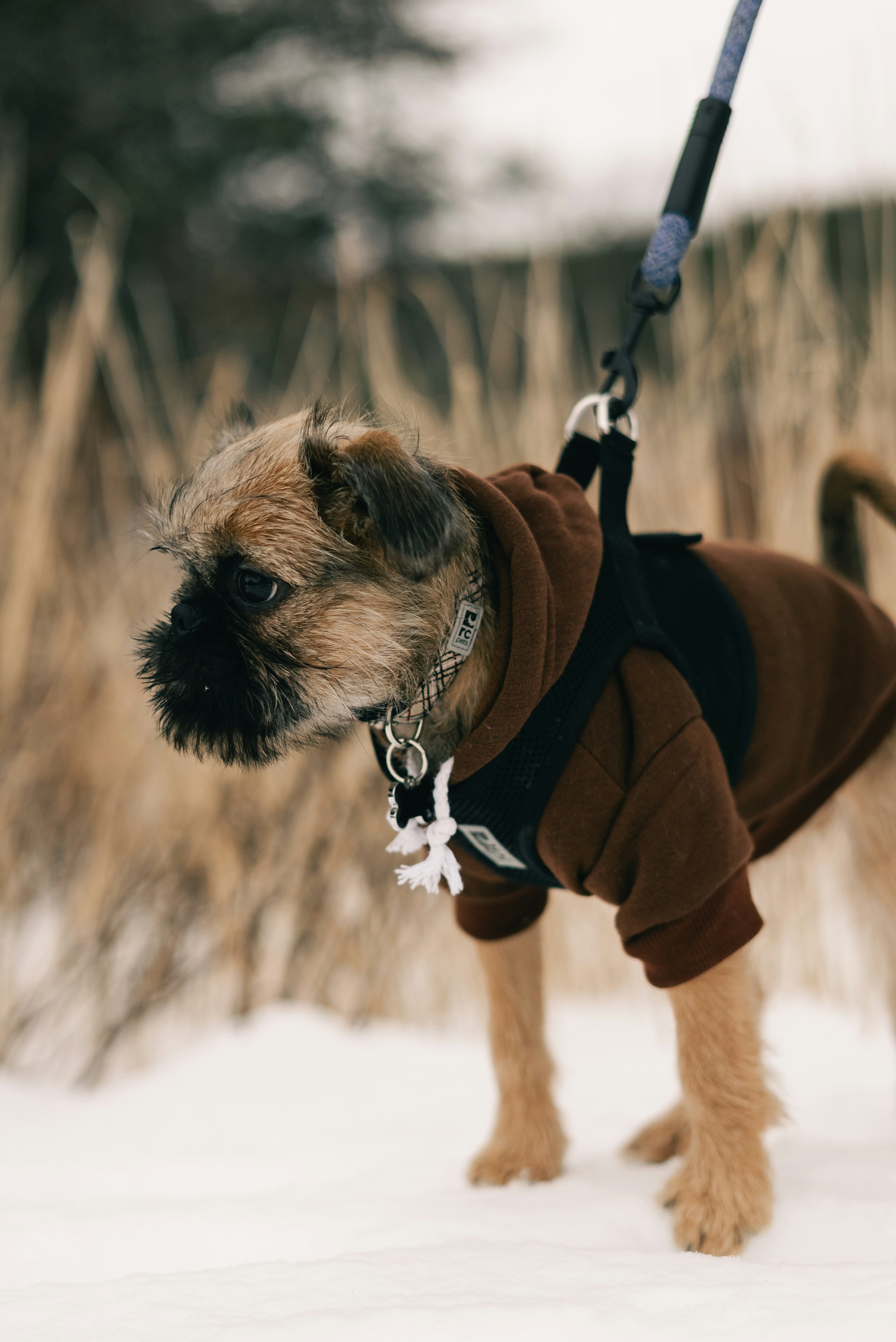 A small dog wearing a brown hoodie in the snow.
