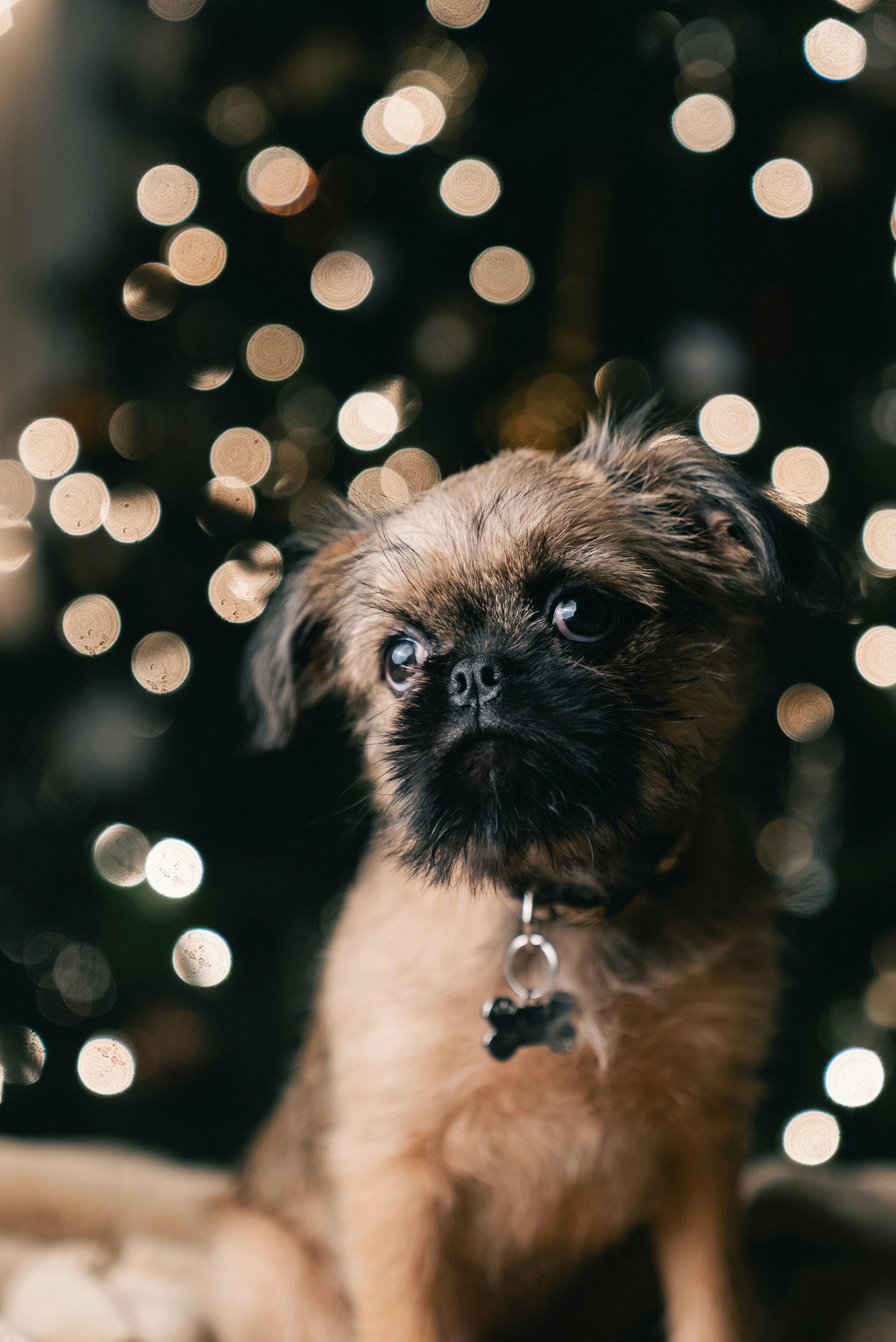 Un perro pequeño y desaliñado se sienta frente a las luces de bokeh.