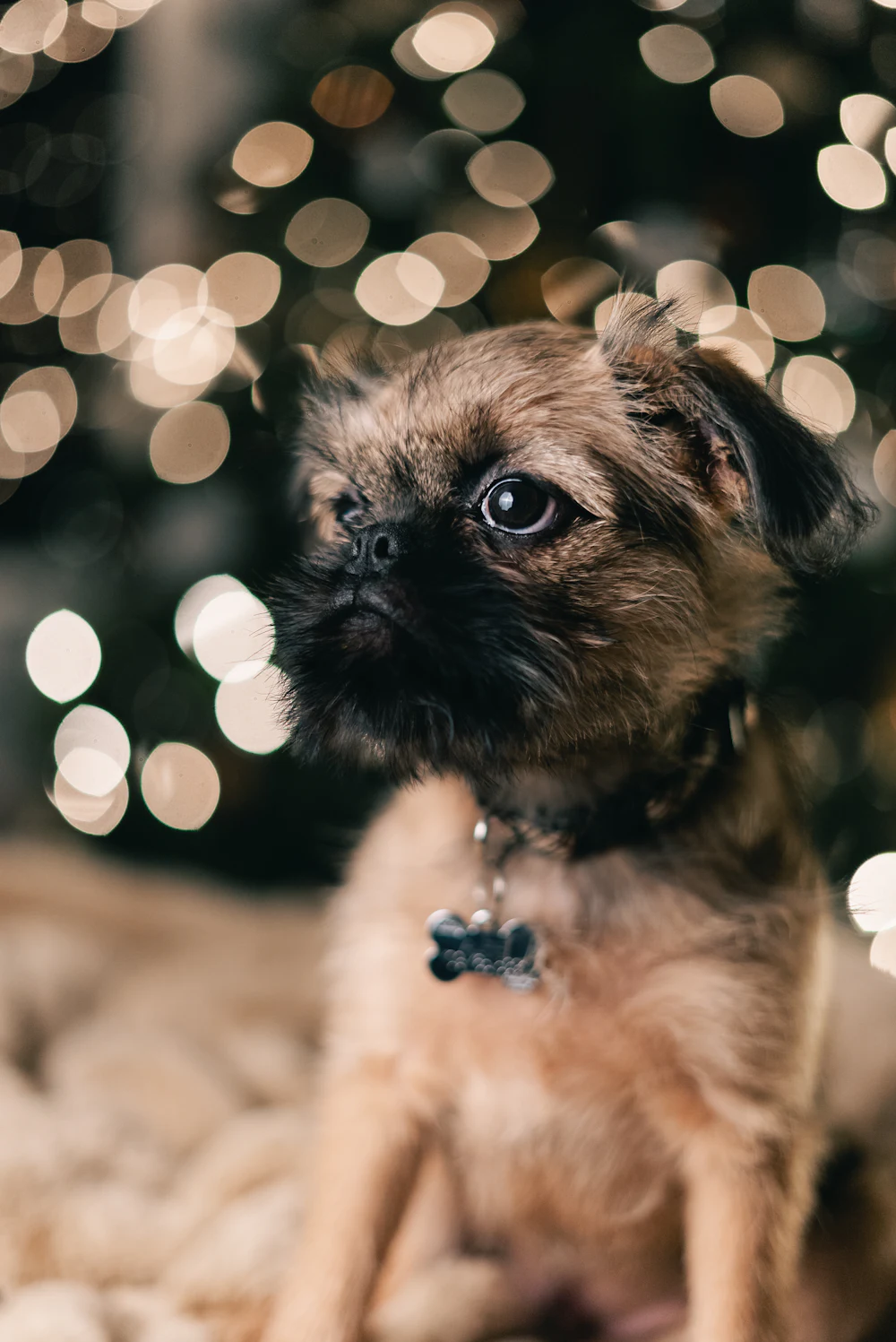Brussels Griffon, photo 3