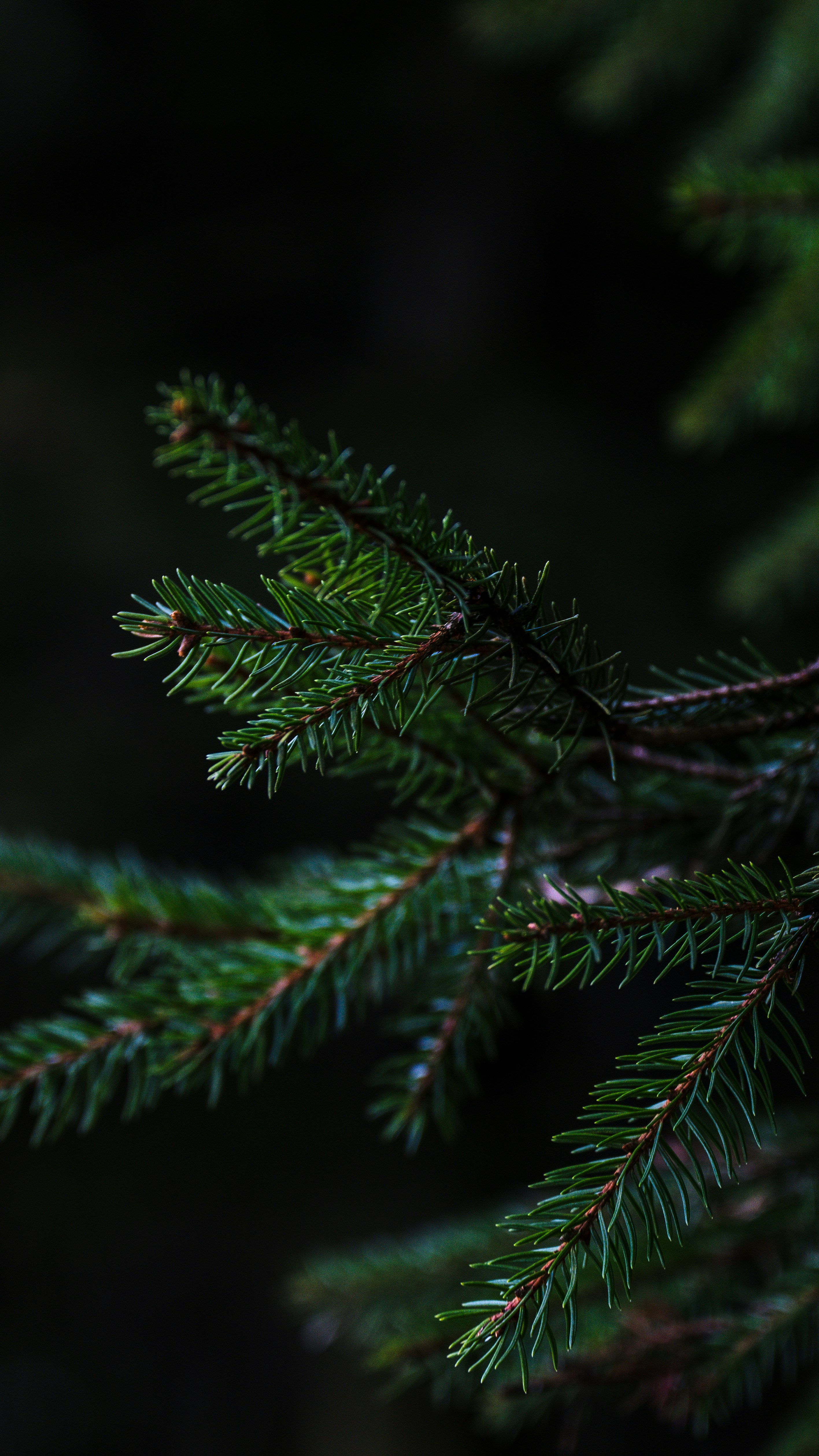 Photo by cgomreephoto