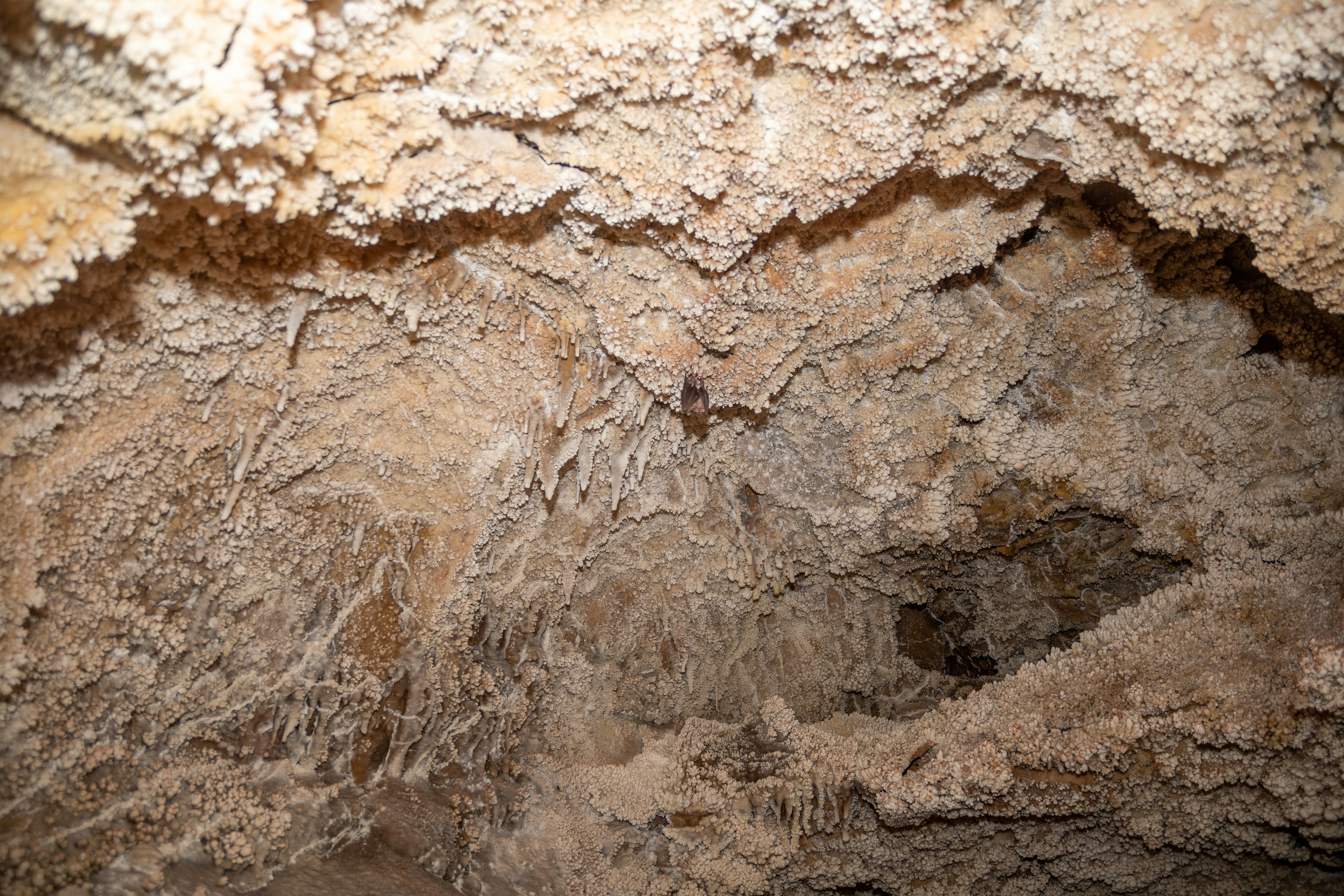 Close-up of rough, textured cave formations and stalactites.