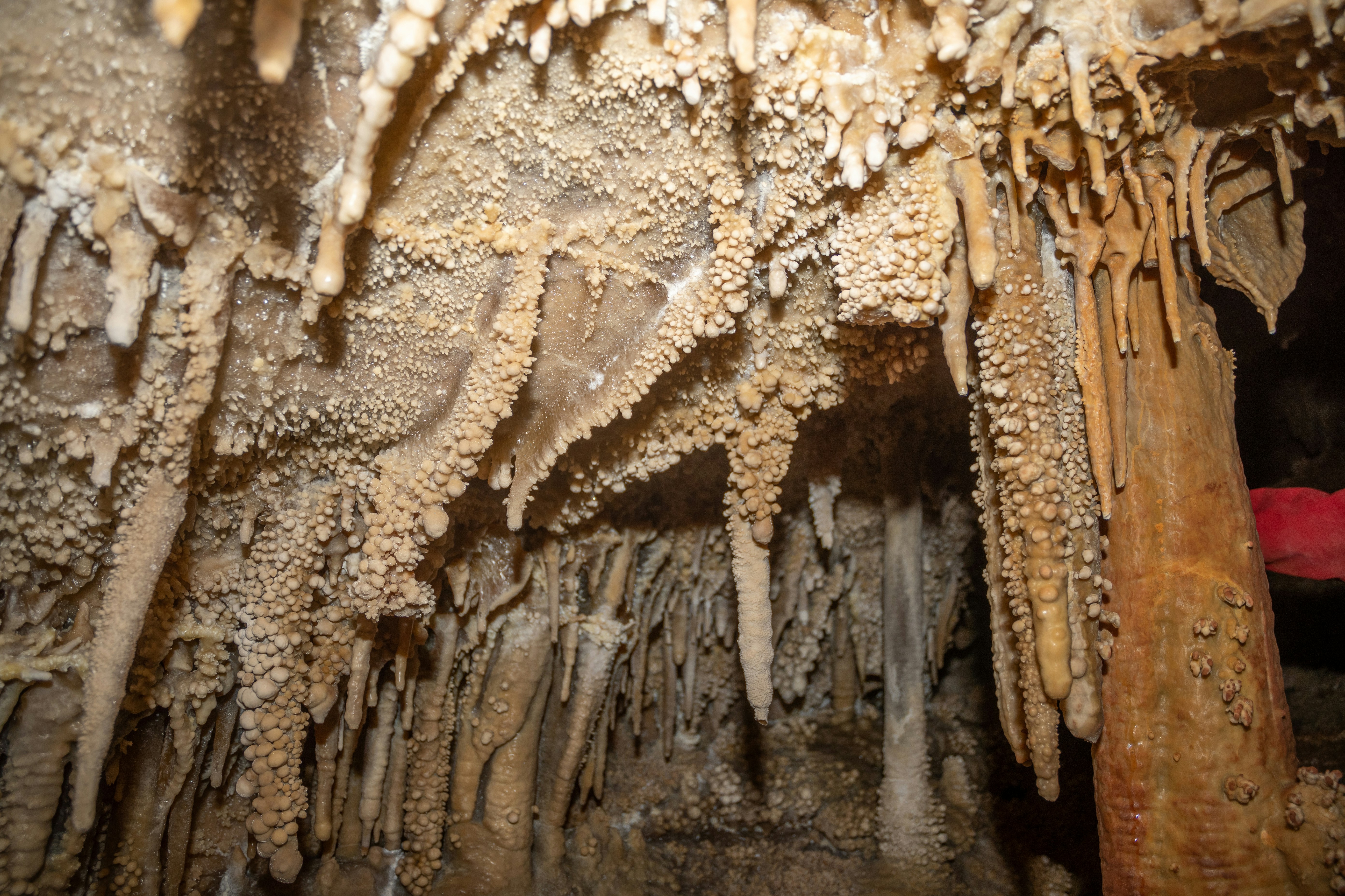 Cave ceiling with numerous stalactites and formations.