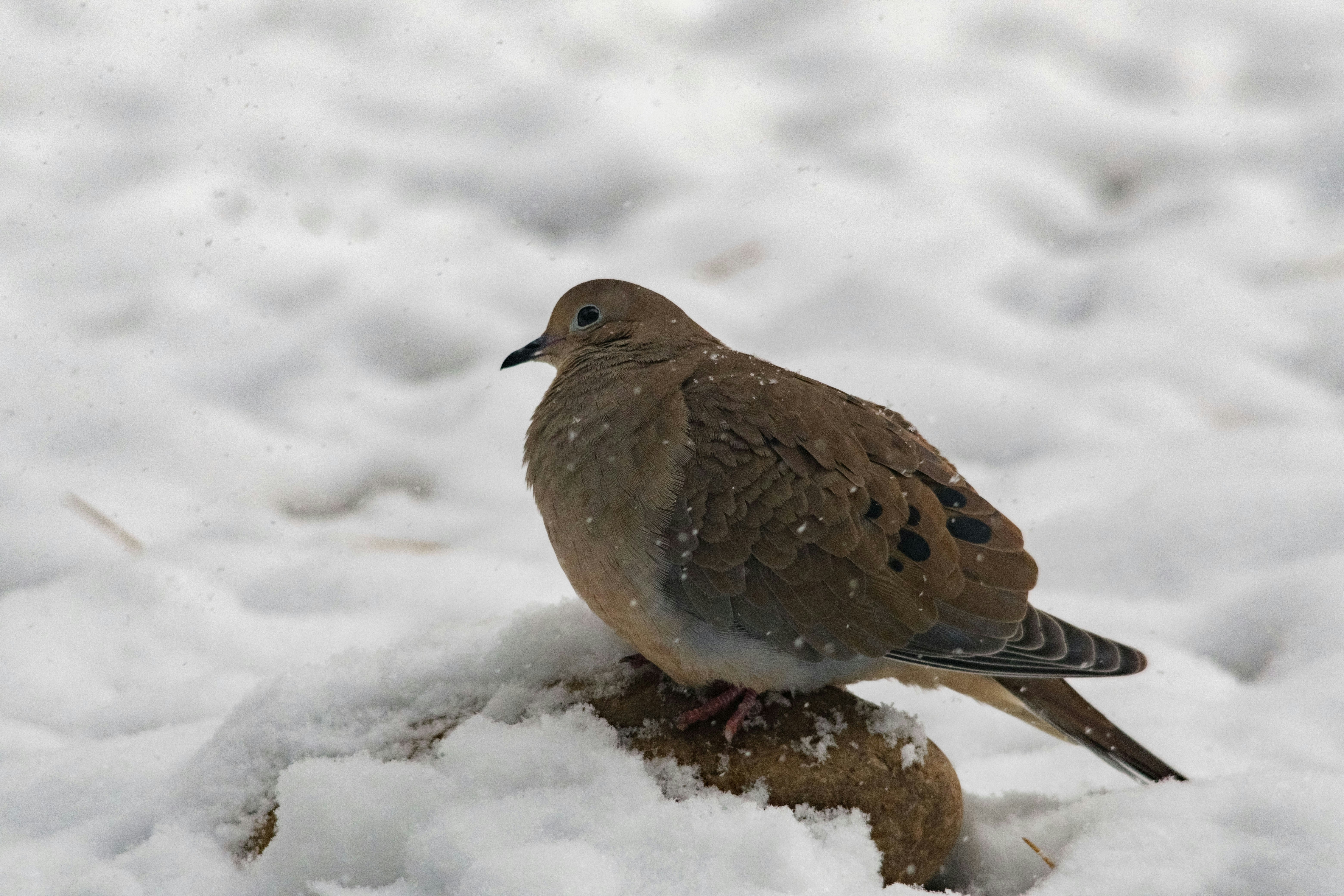 A mourning dove sits on a snowy branch.