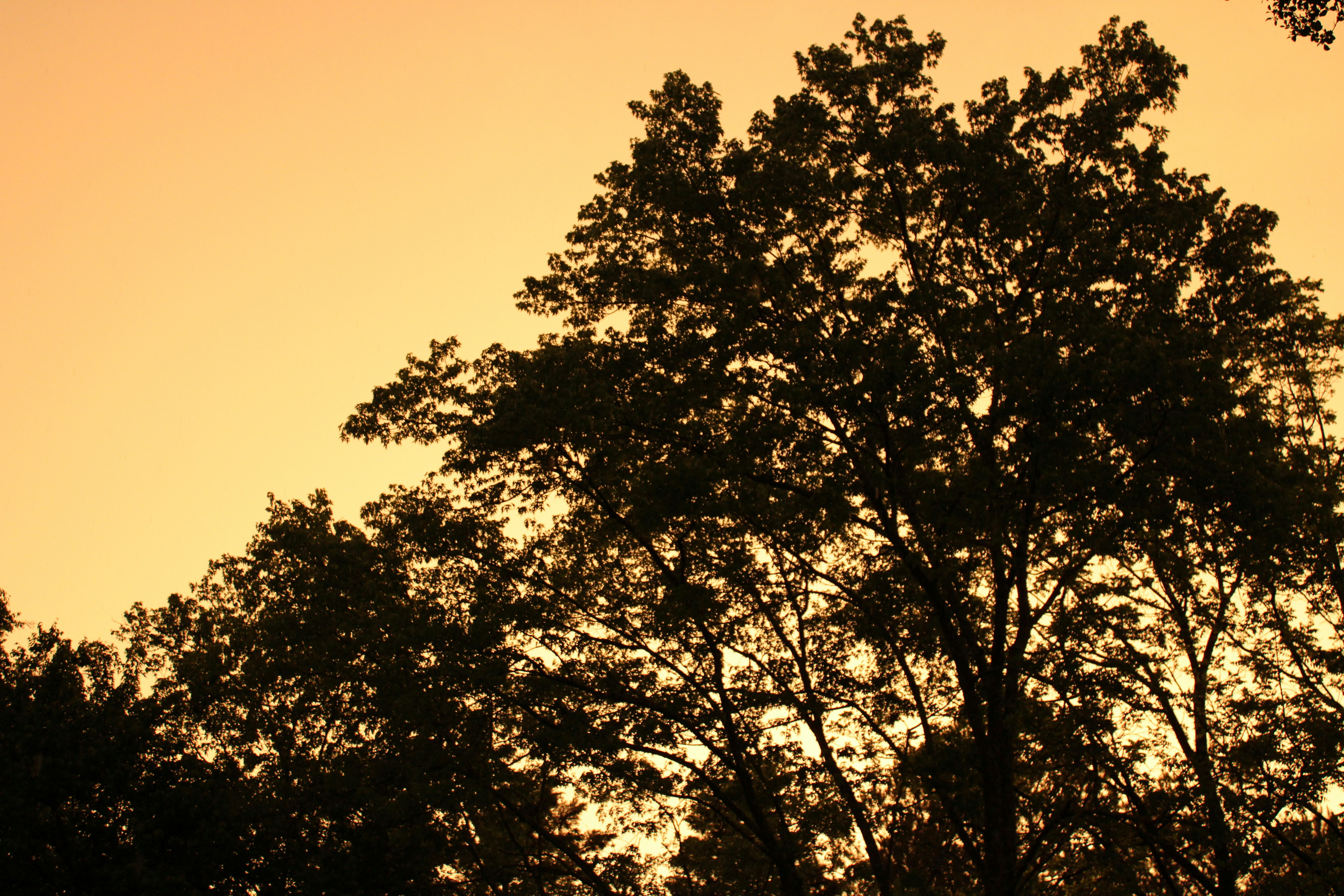 Photo by veronicapotter