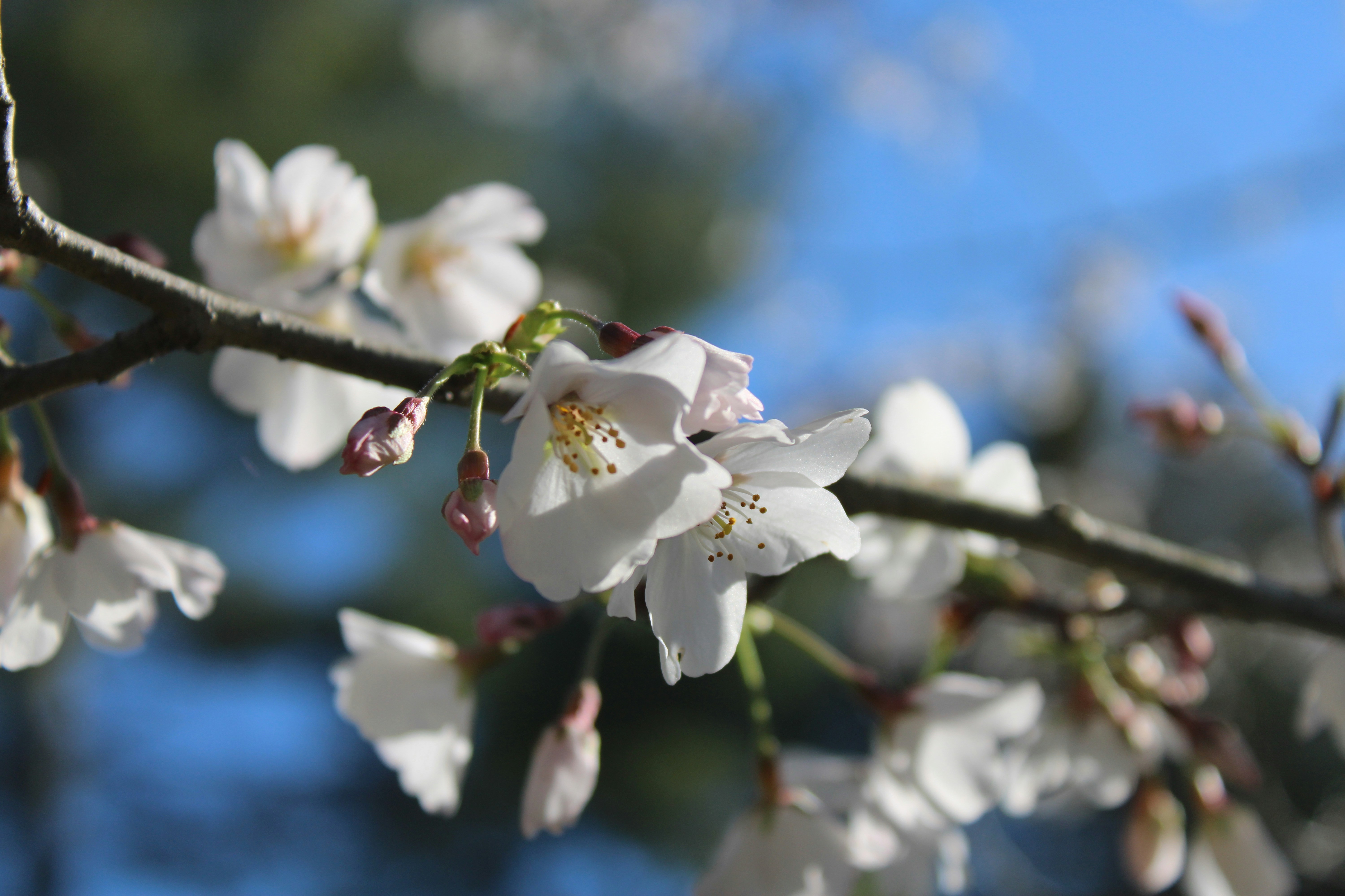 Photo by veronicapotter