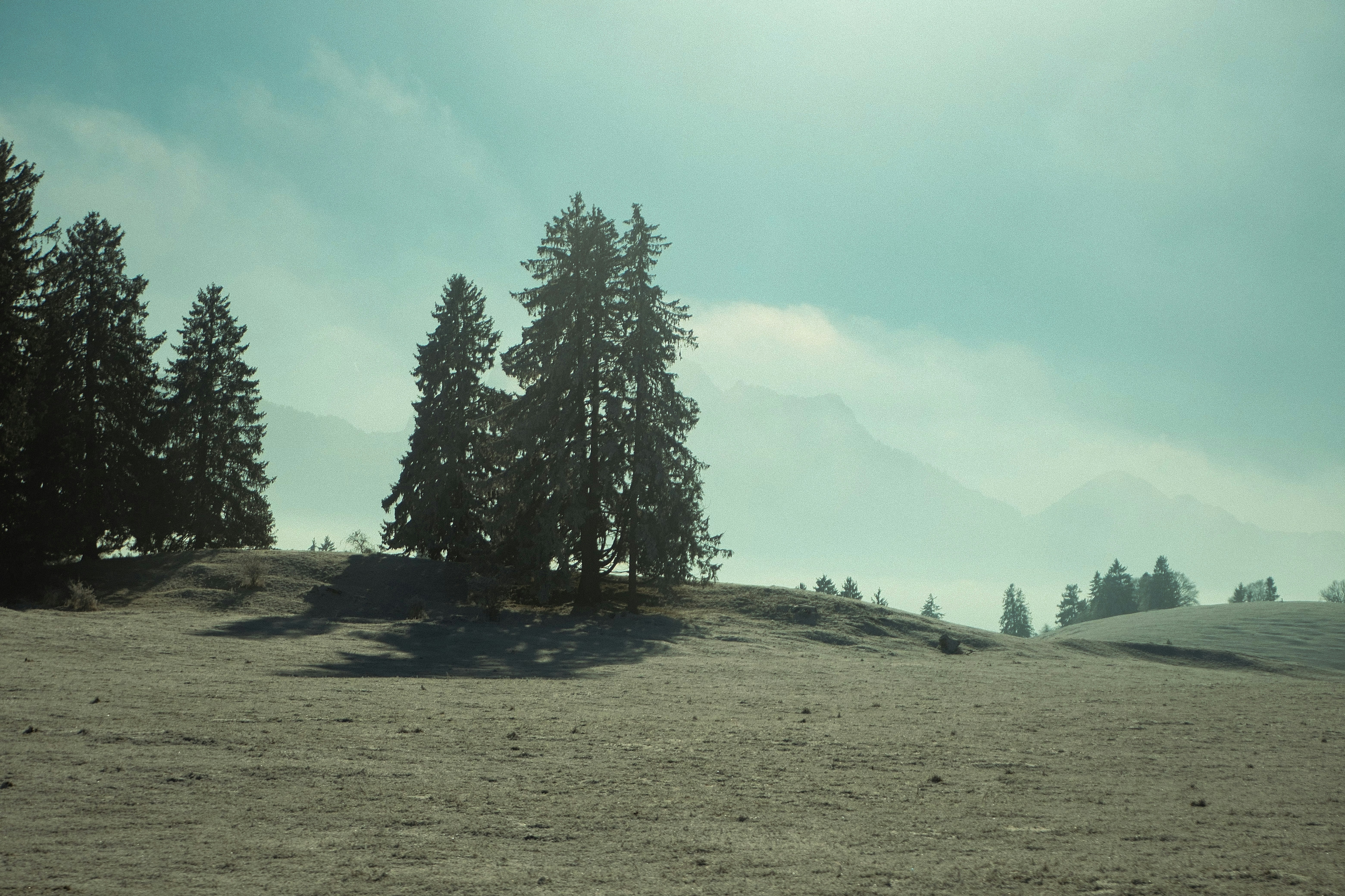 Winter landscape with pine trees and distant mountains.