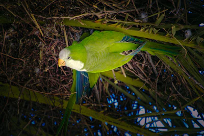 A green parrot perches on a leafy branch.