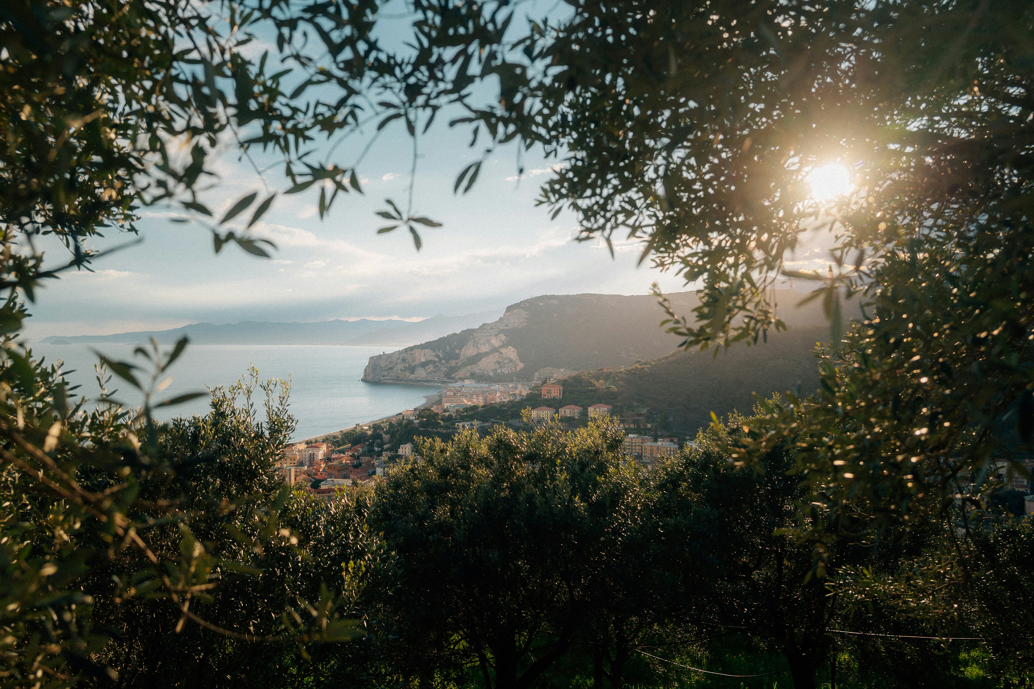 Coast of finale Ligure trough olive trees