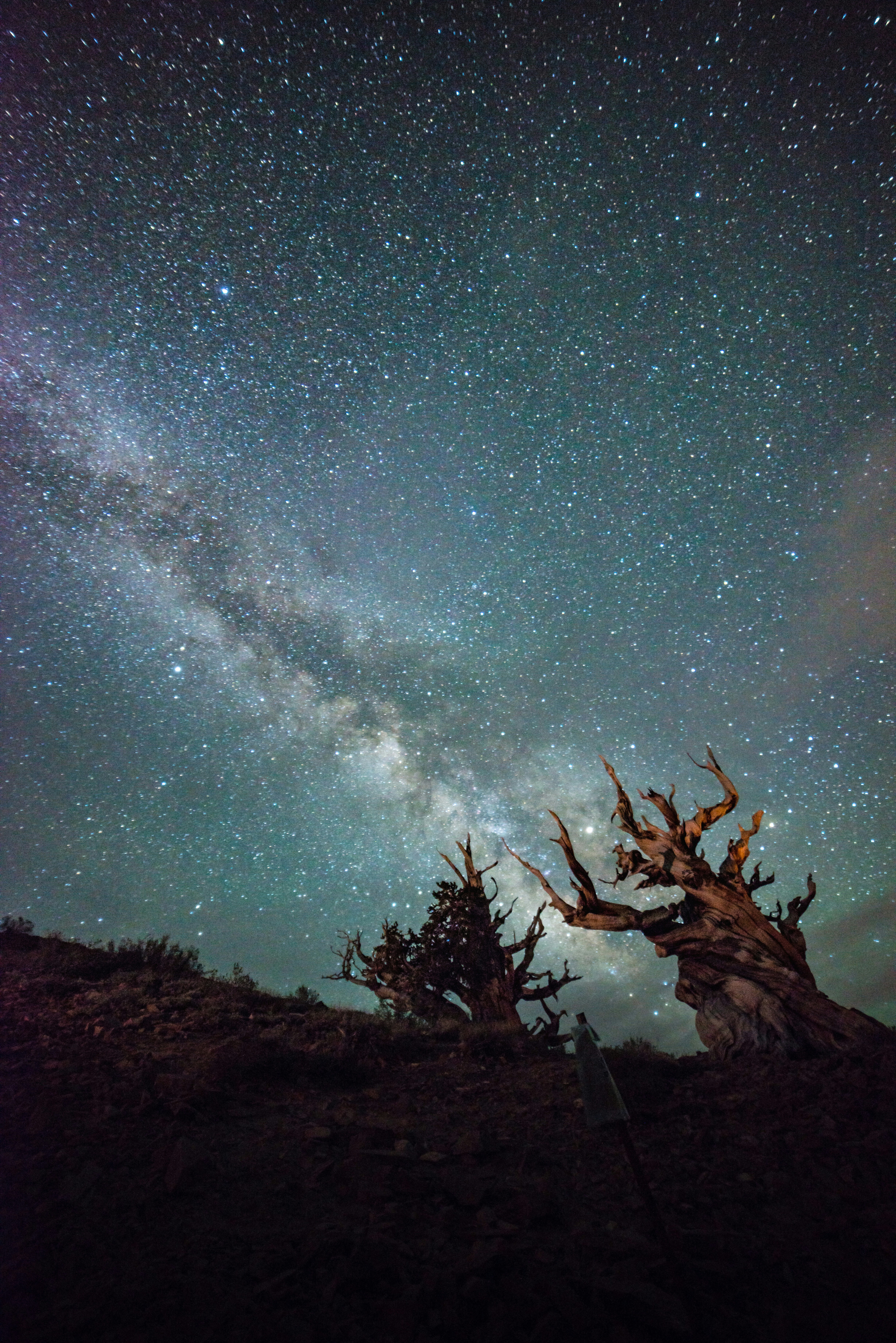 Milchstraßengalaxie über uralten Bäumen bei Nacht