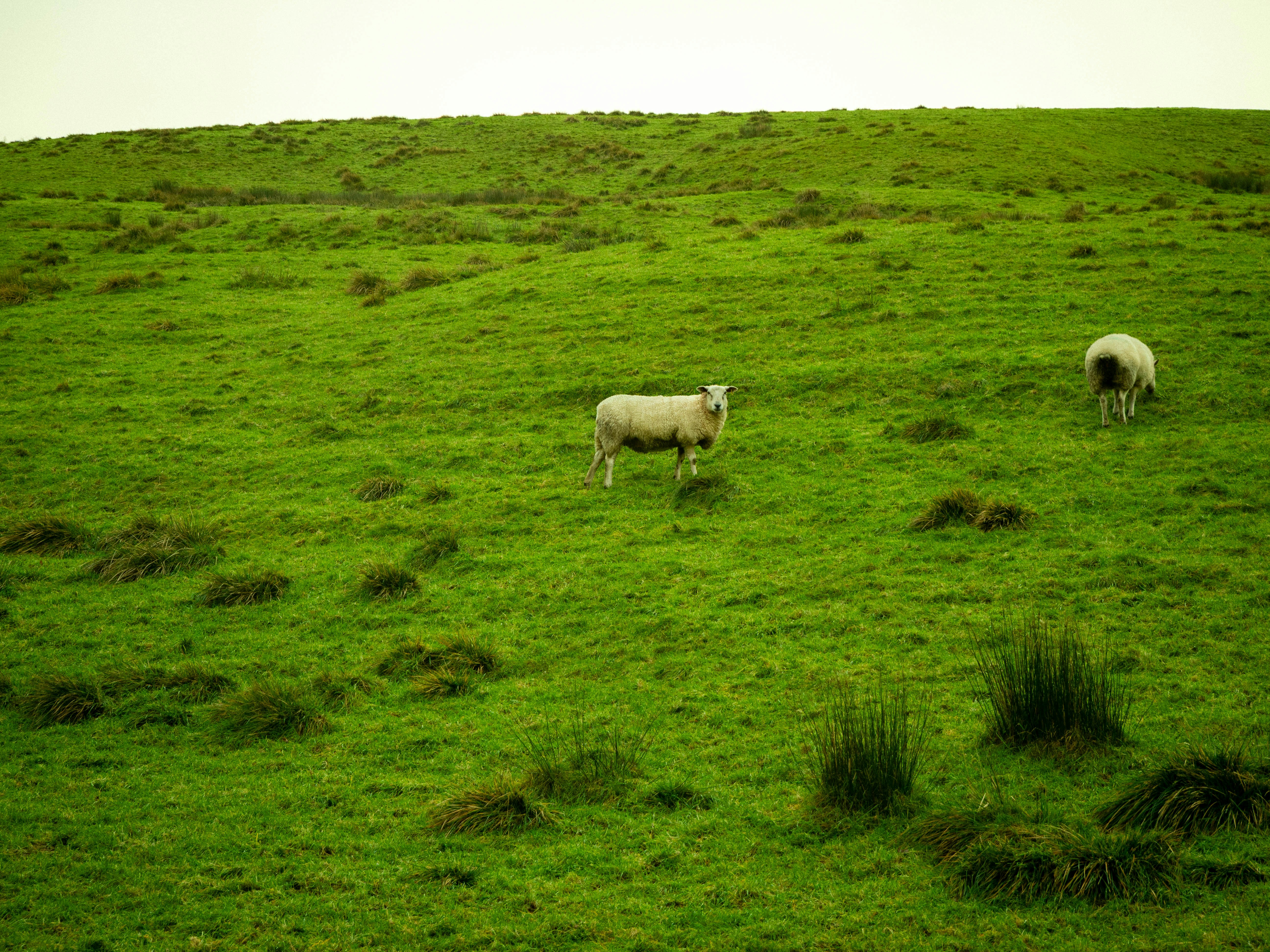 Photo by bengrayland