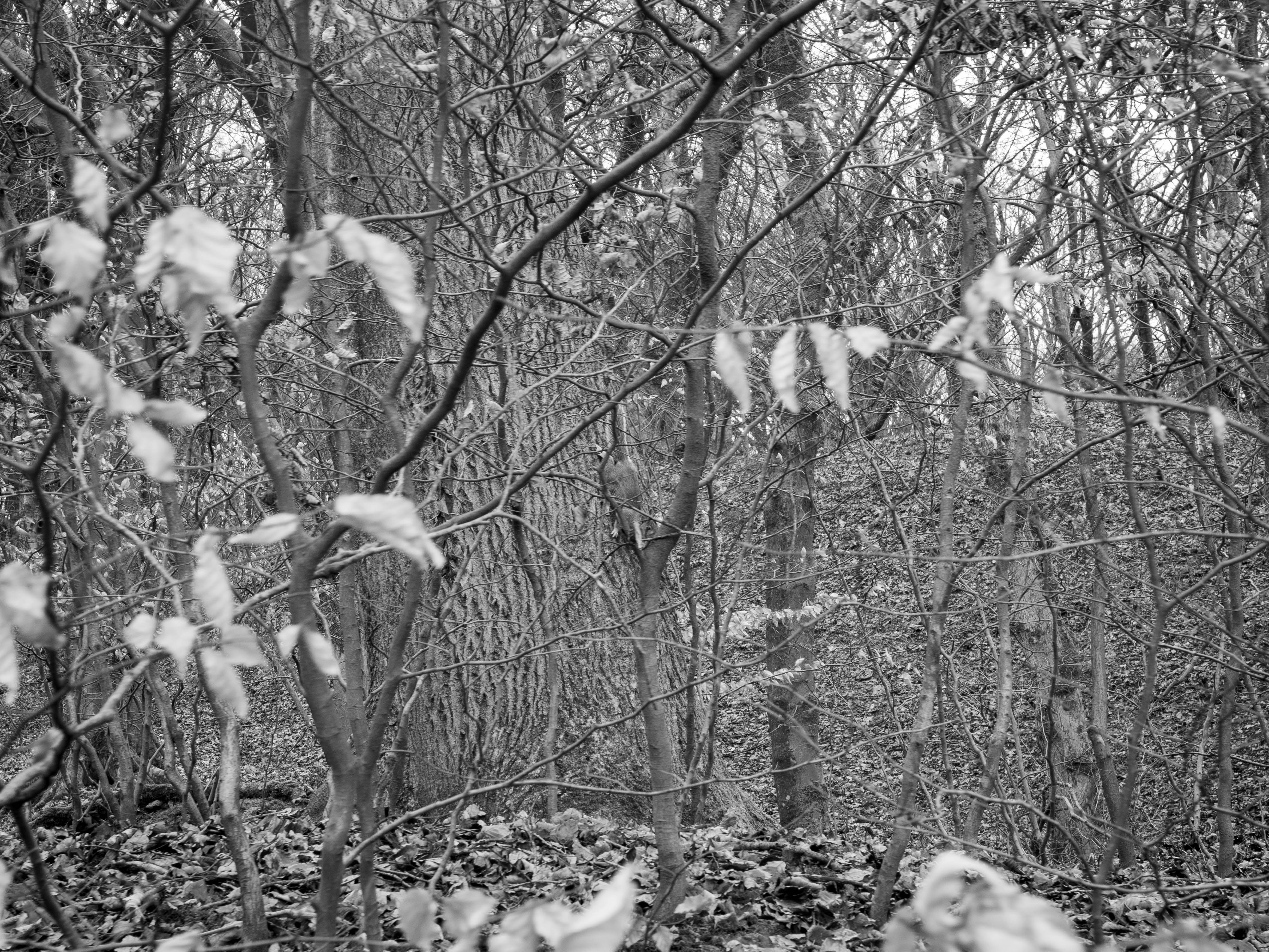 Photo by bengrayland