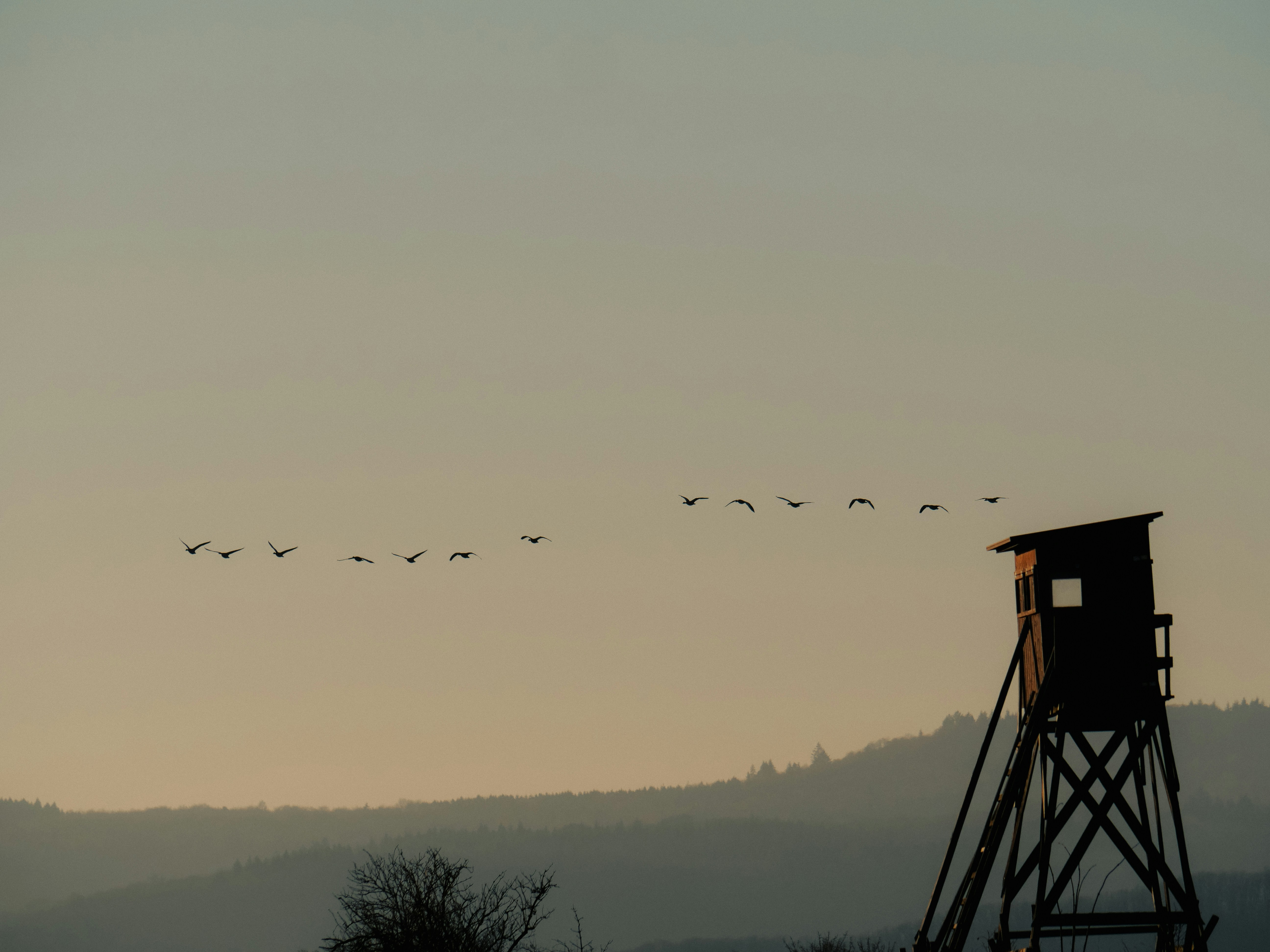 Birds fly past a hunting blind at sunset.