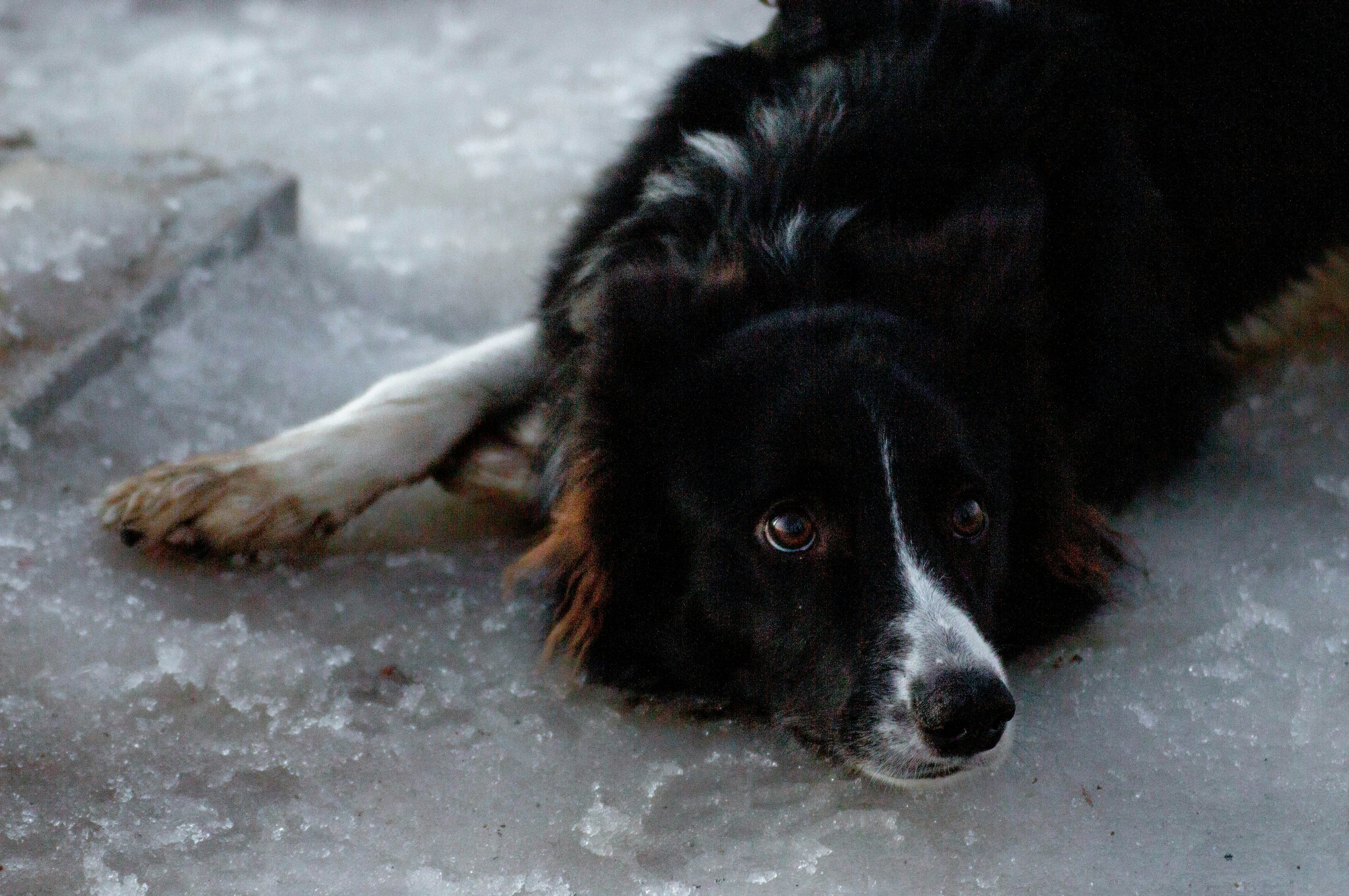A black and white dog lying on the ground