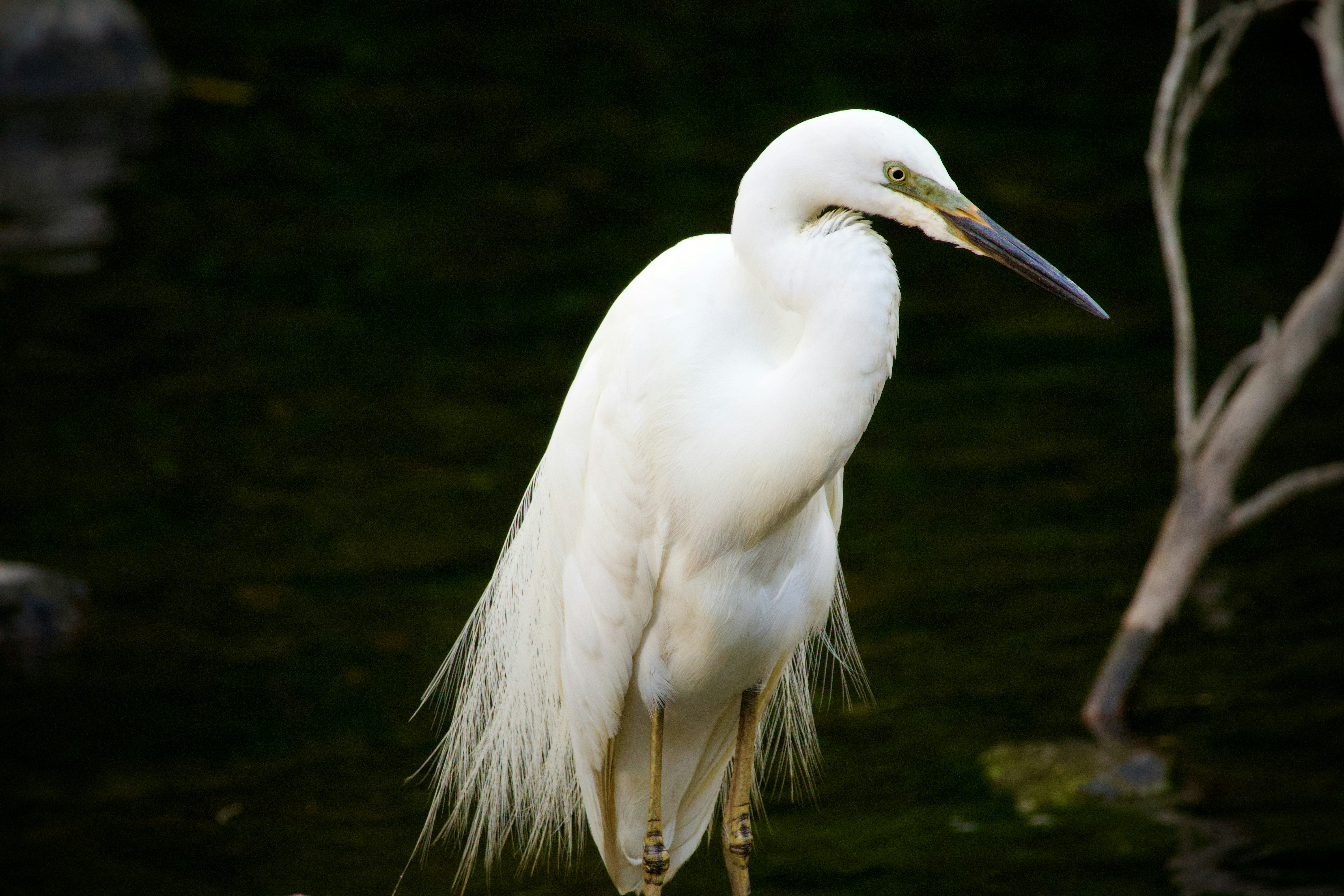 Photo by the_afternoon_photographer