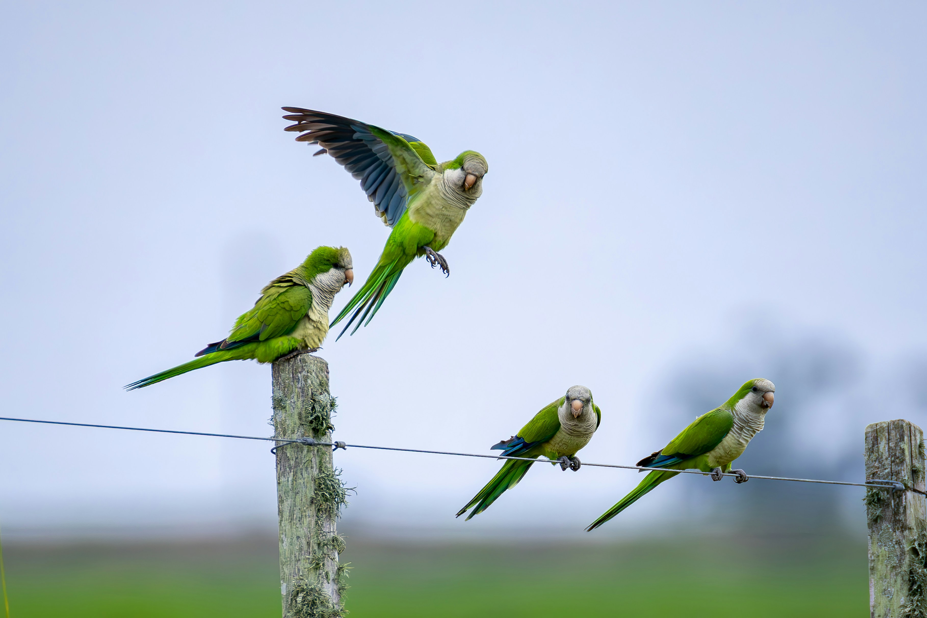 Teach Parakeet to Whistle: Simple Training Guide