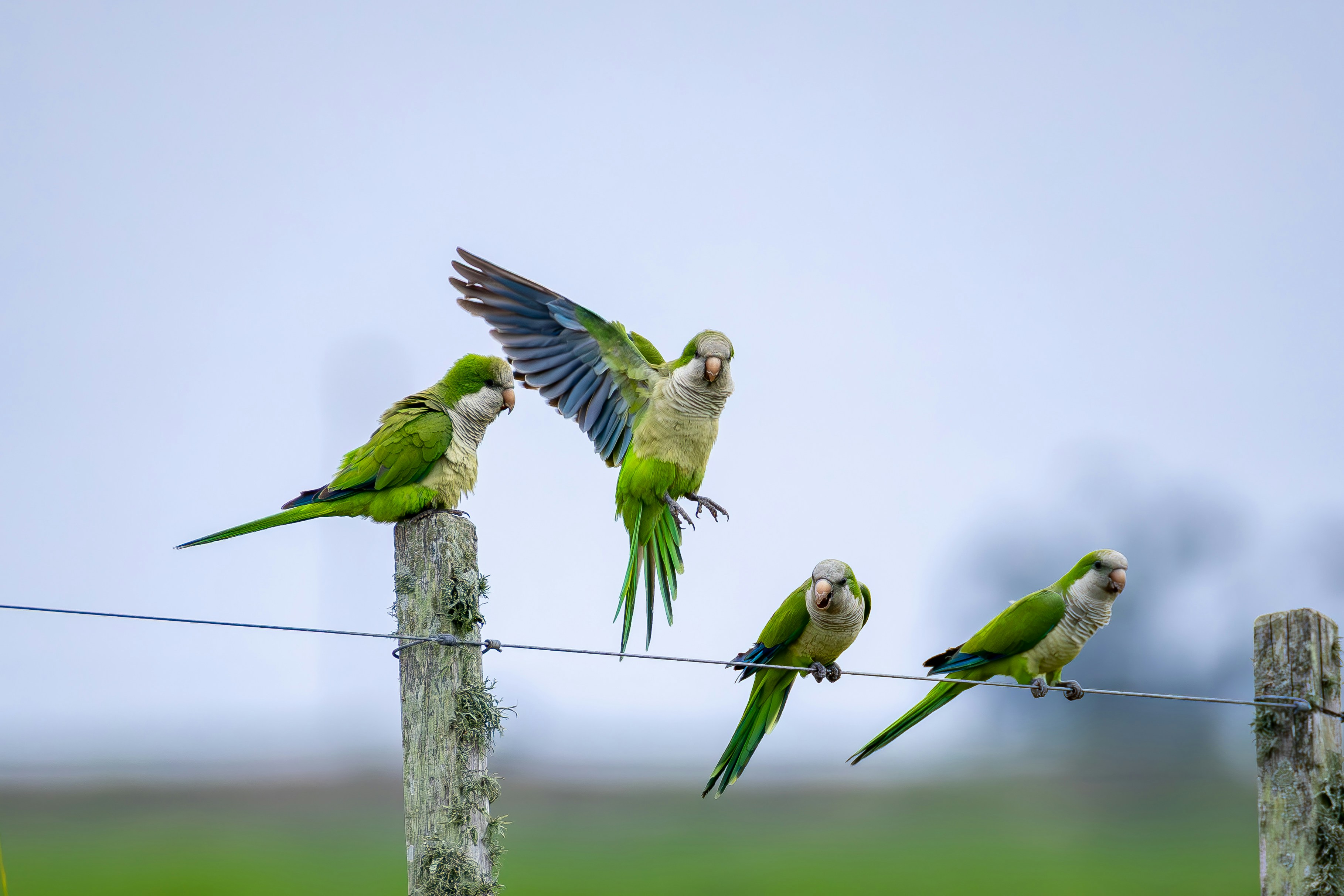 Teach Parakeet to Whistle: Simple Training Guide