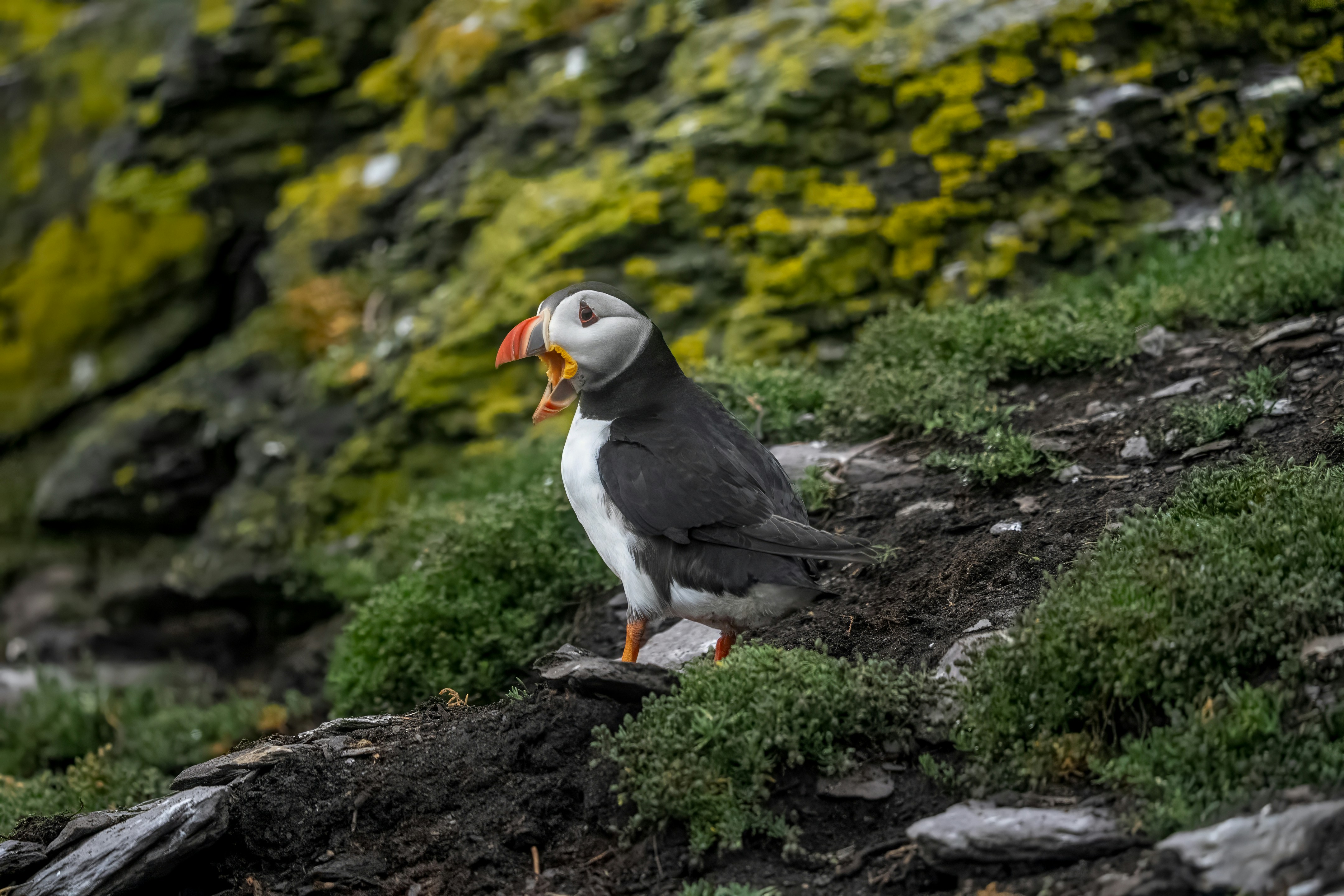 Uccello pulcinelle con il becco aperto su una scogliera erbosa.