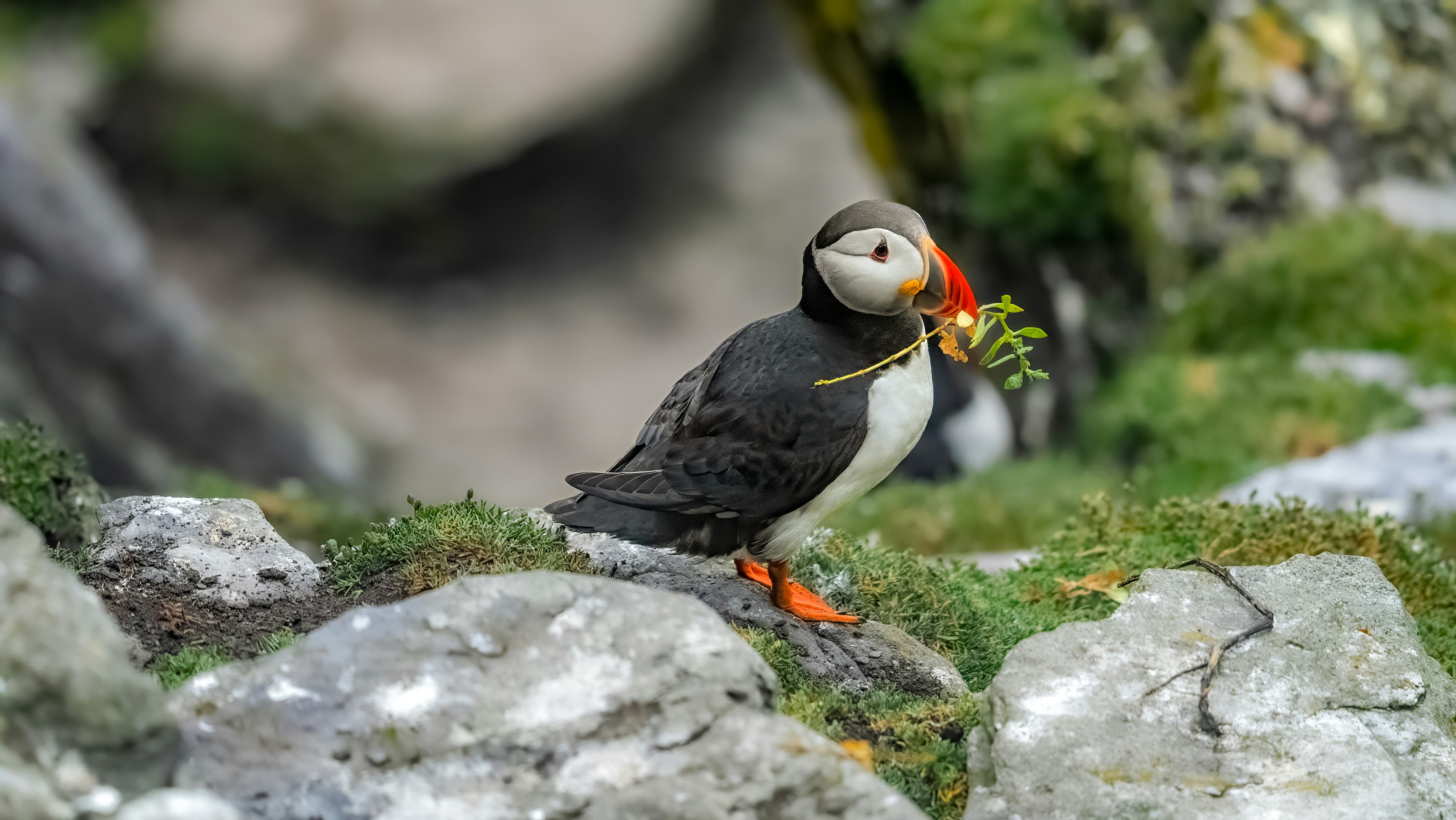 Uccello pulcinelle con materiale per nidificare nel becco.