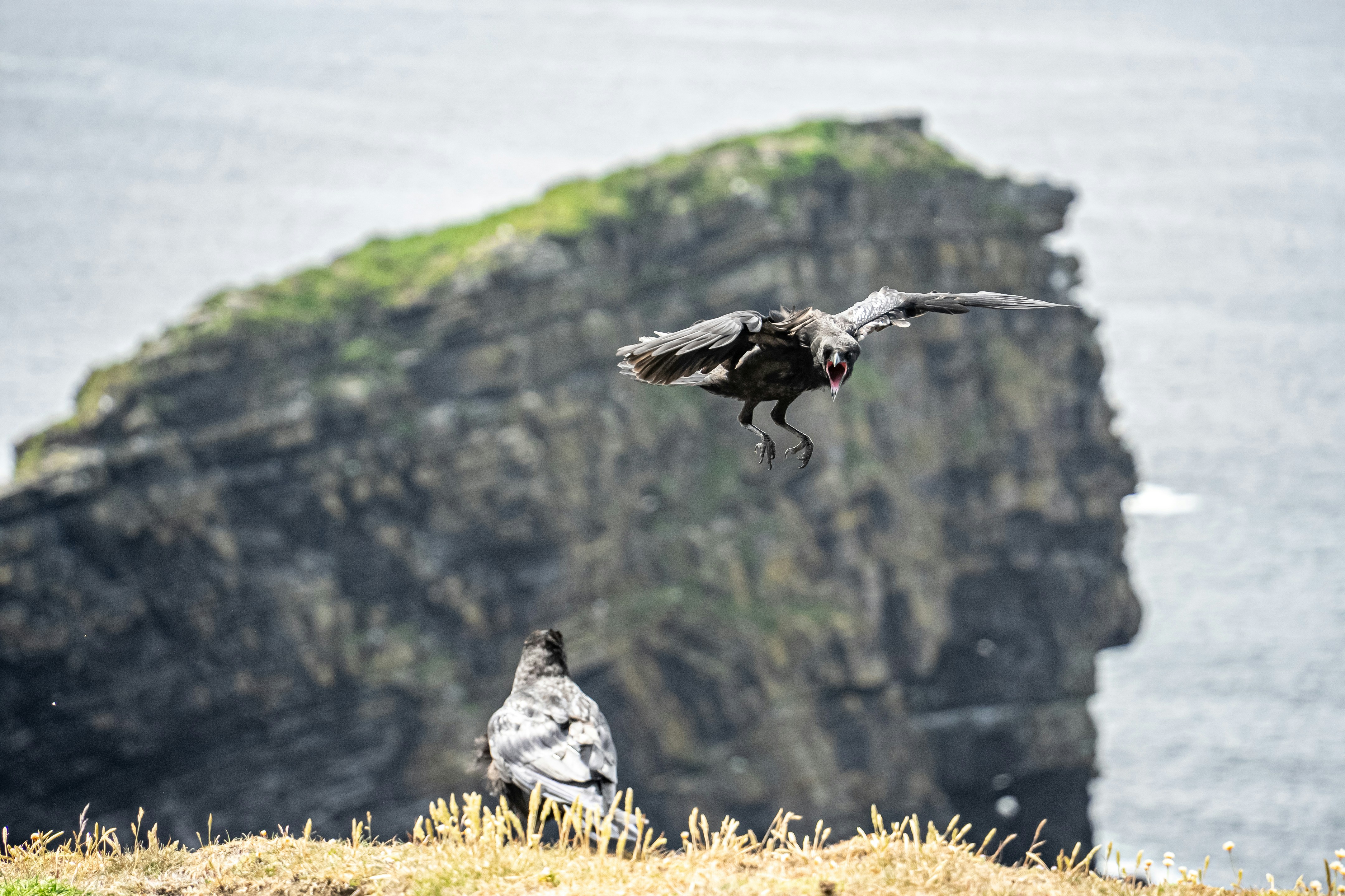 Due corvi su una scogliera con sfondo oceanico