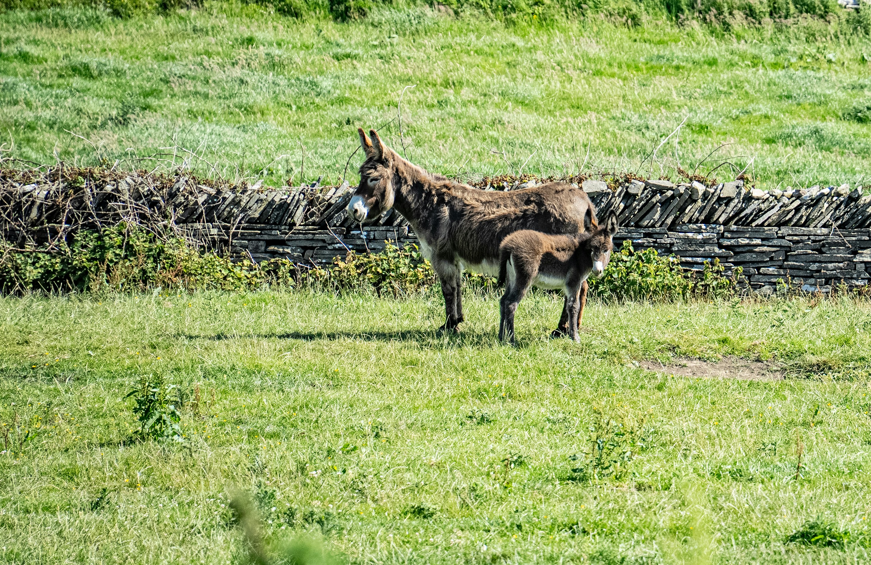 Two donkeys stand in a grassy field.
