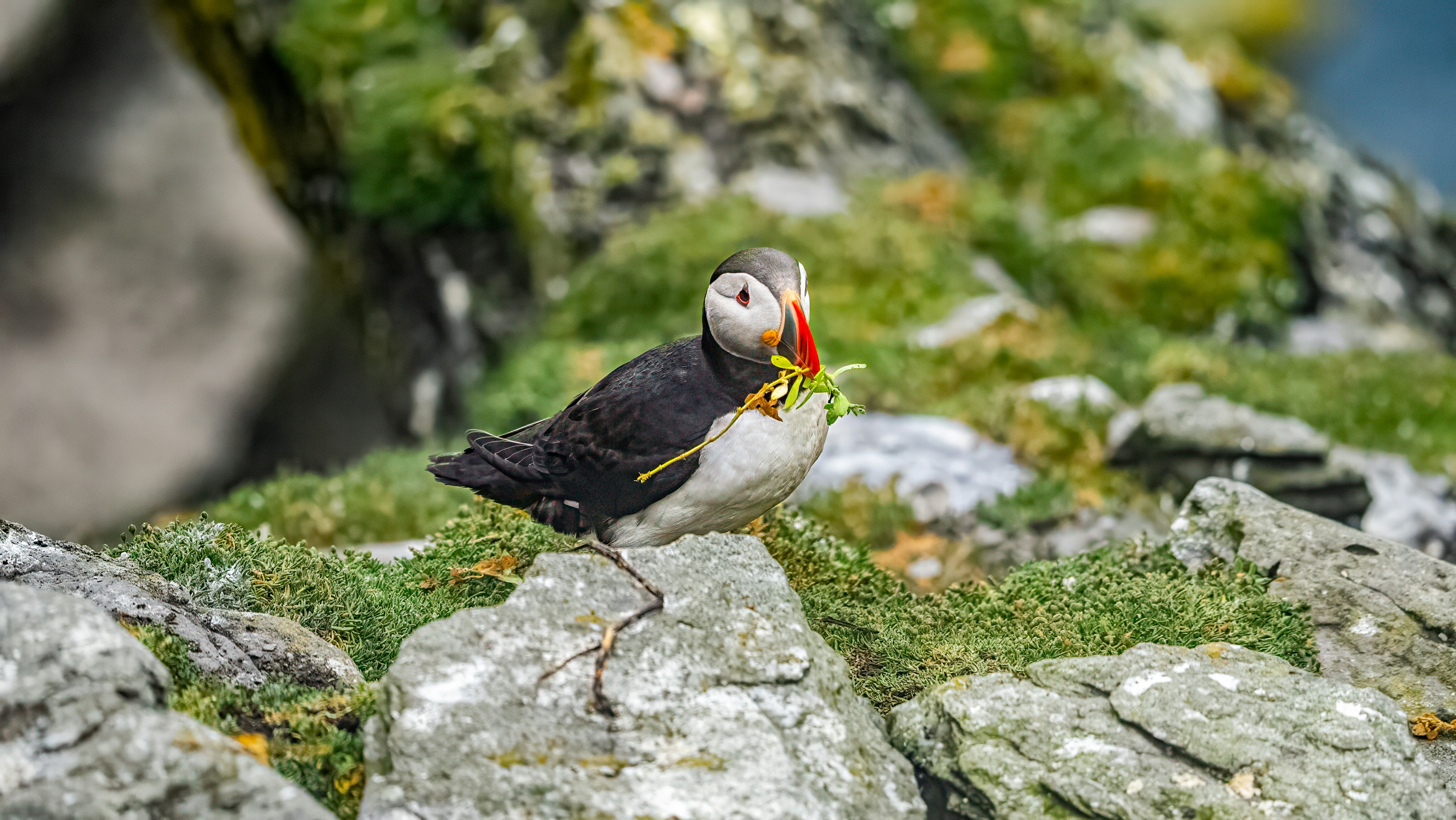 Pulcinelle di Mare con il becco pieno d'erba sulla scogliera rocciosa