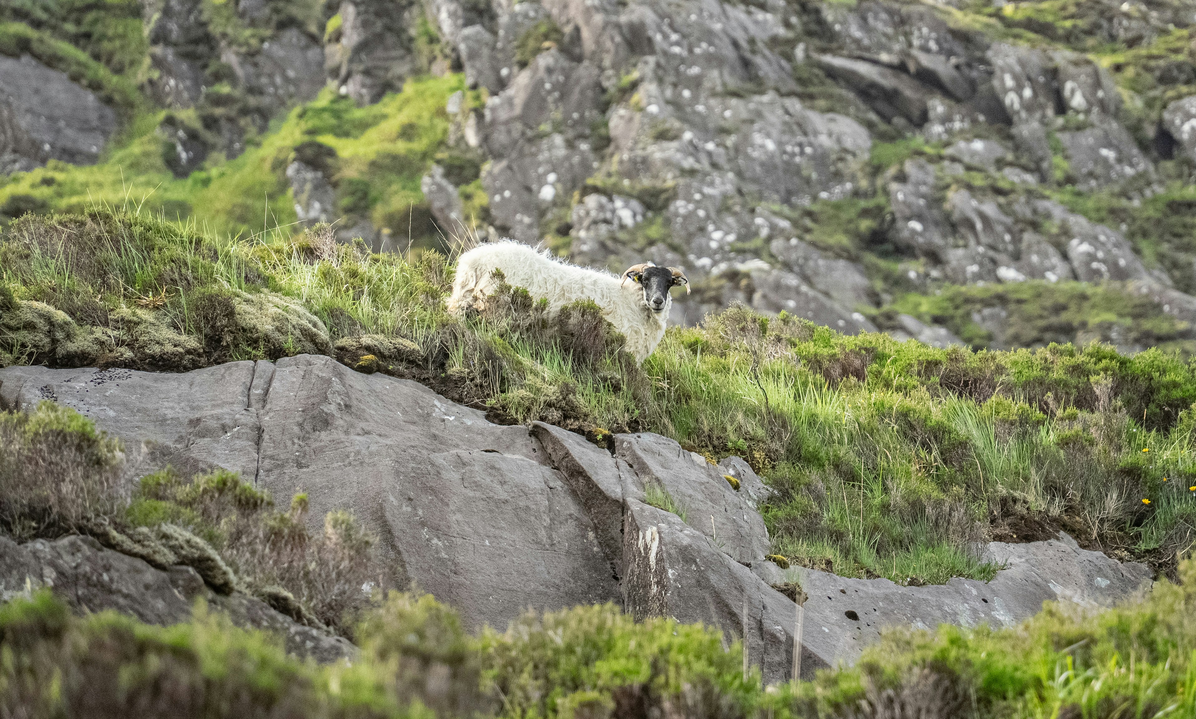 Una pecora pascola su un pendio erboso e roccioso.