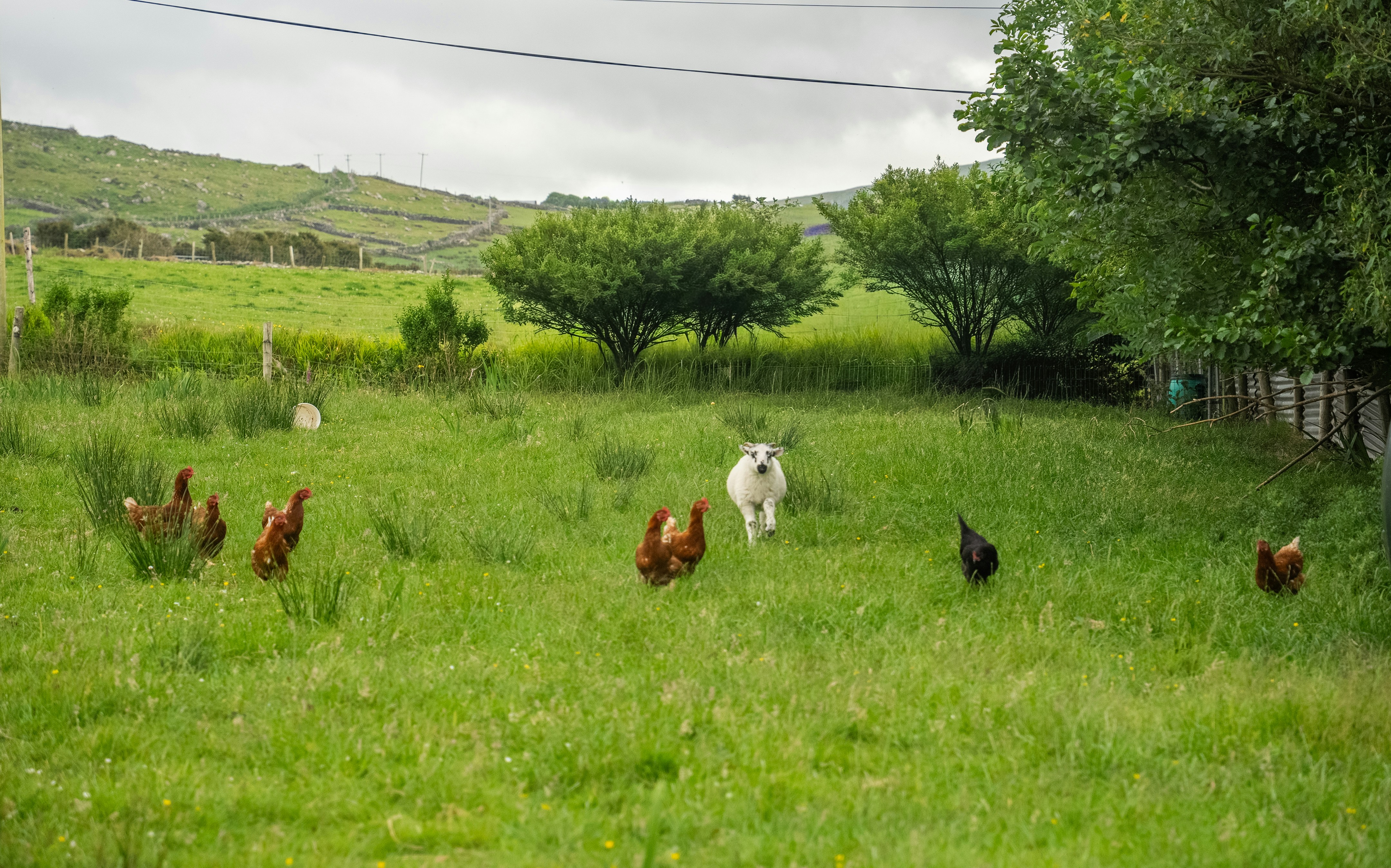 Un cane bianco insegue le galline in un campo erboso.