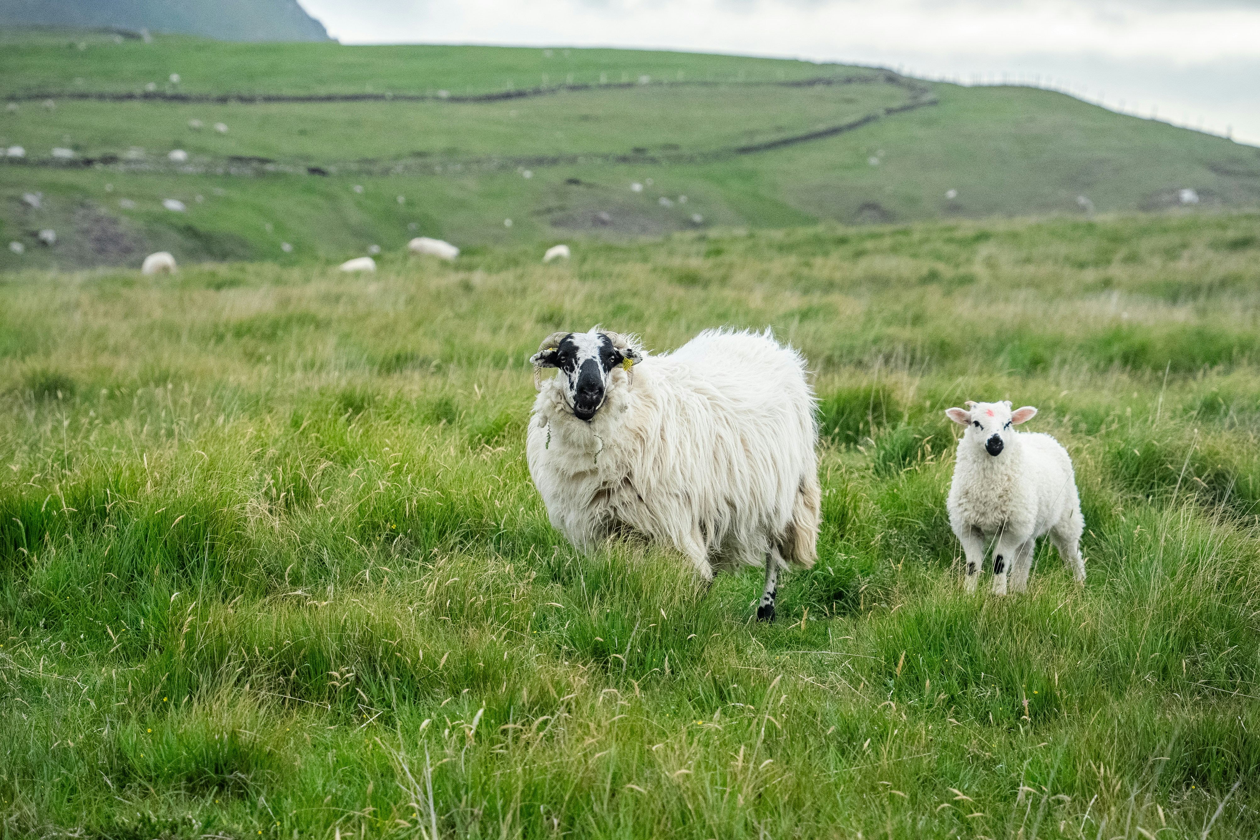 Due pecore in piedi in un campo erboso