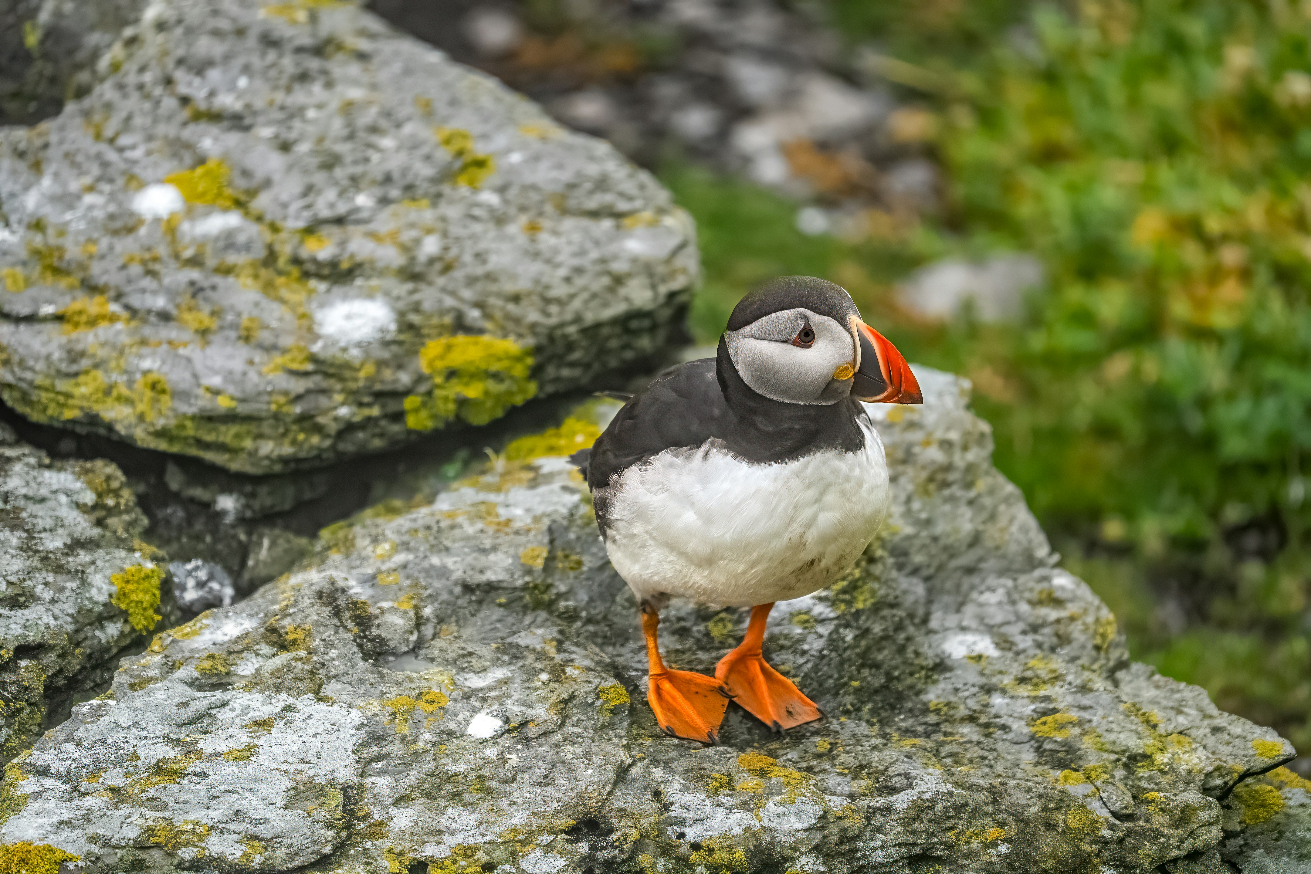 Un pulcinelle di mare si erge su una scogliera rocciosa, coperta di muschio.