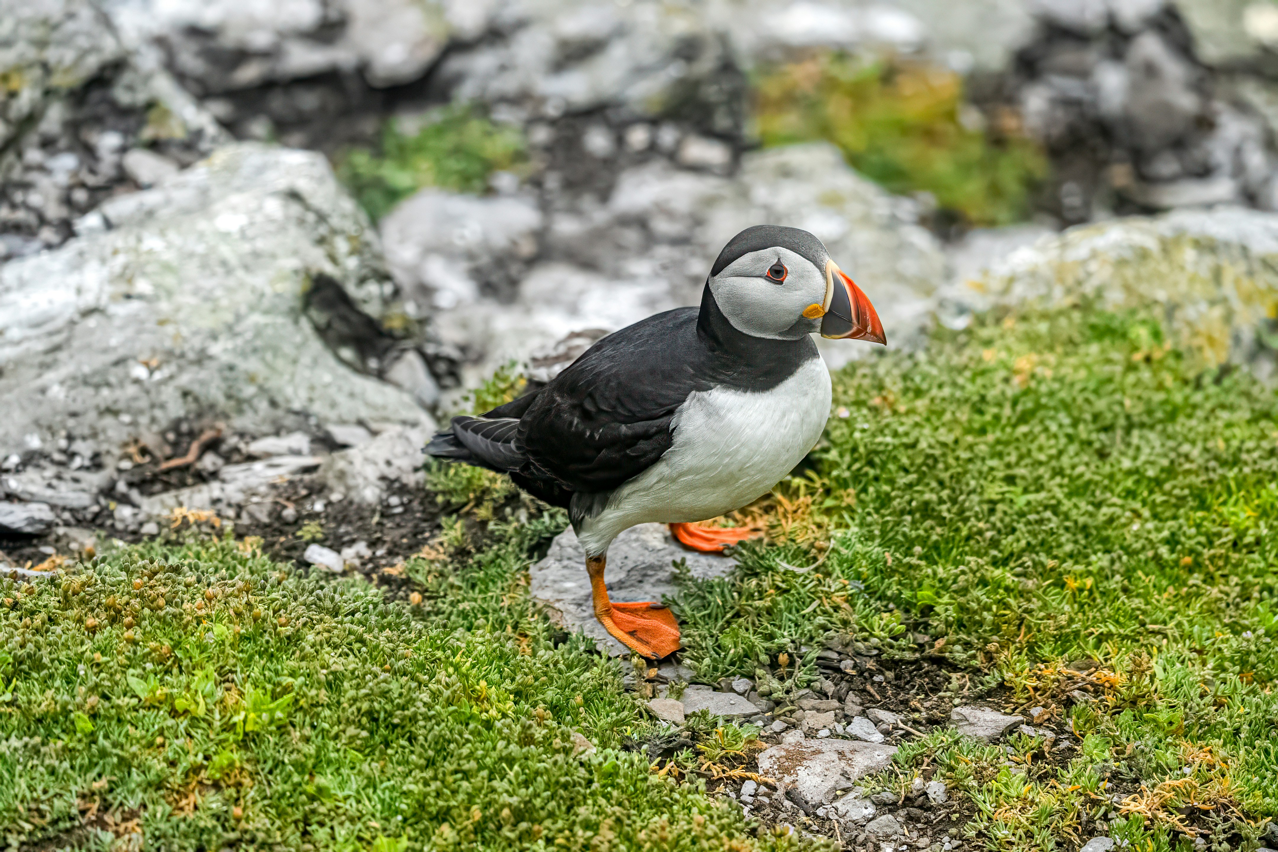 Un pulcinelle di mare si erge su una scogliera rocciosa e erbosa.