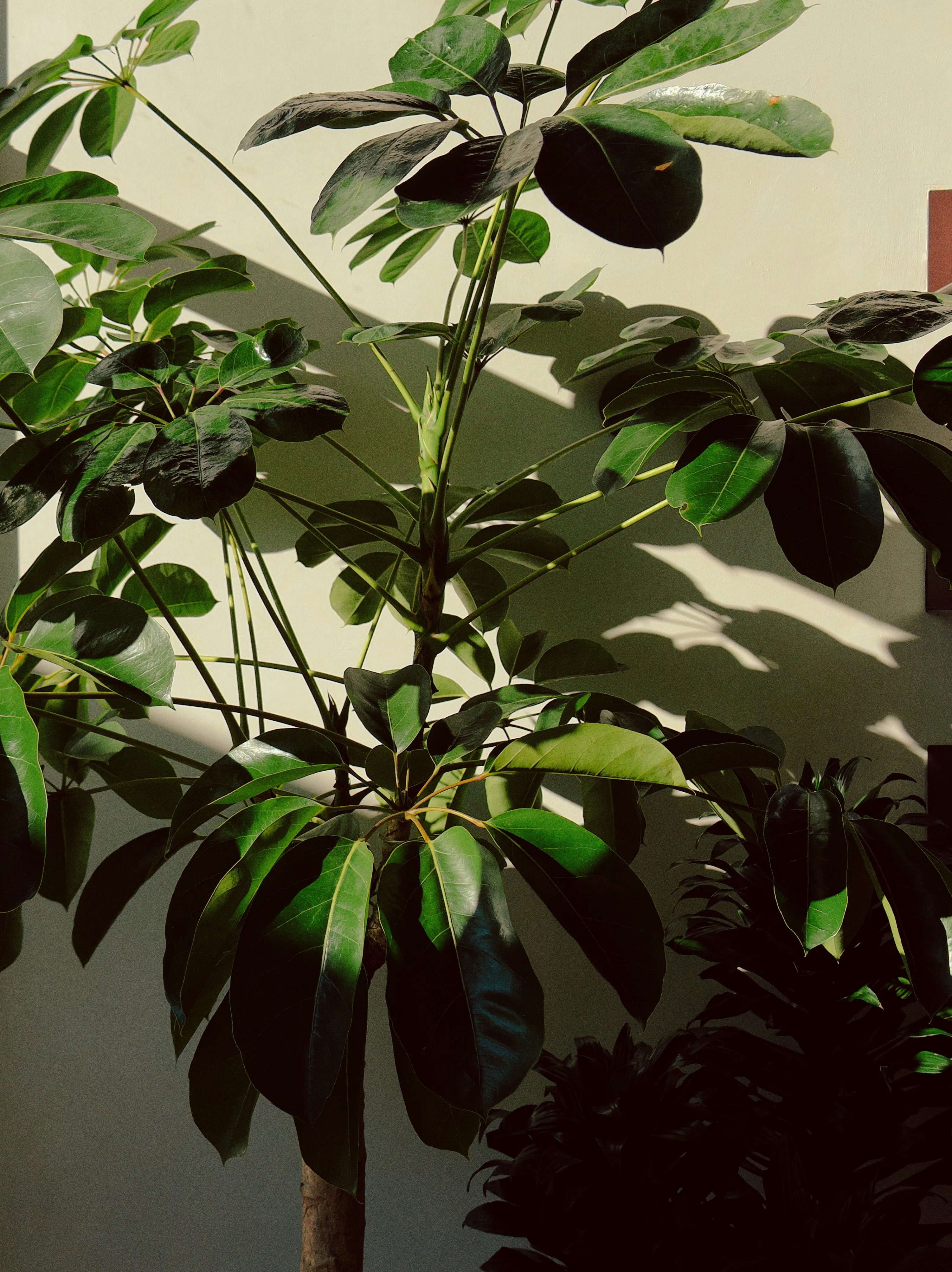 A large green potted plant casts shadows on a wall.