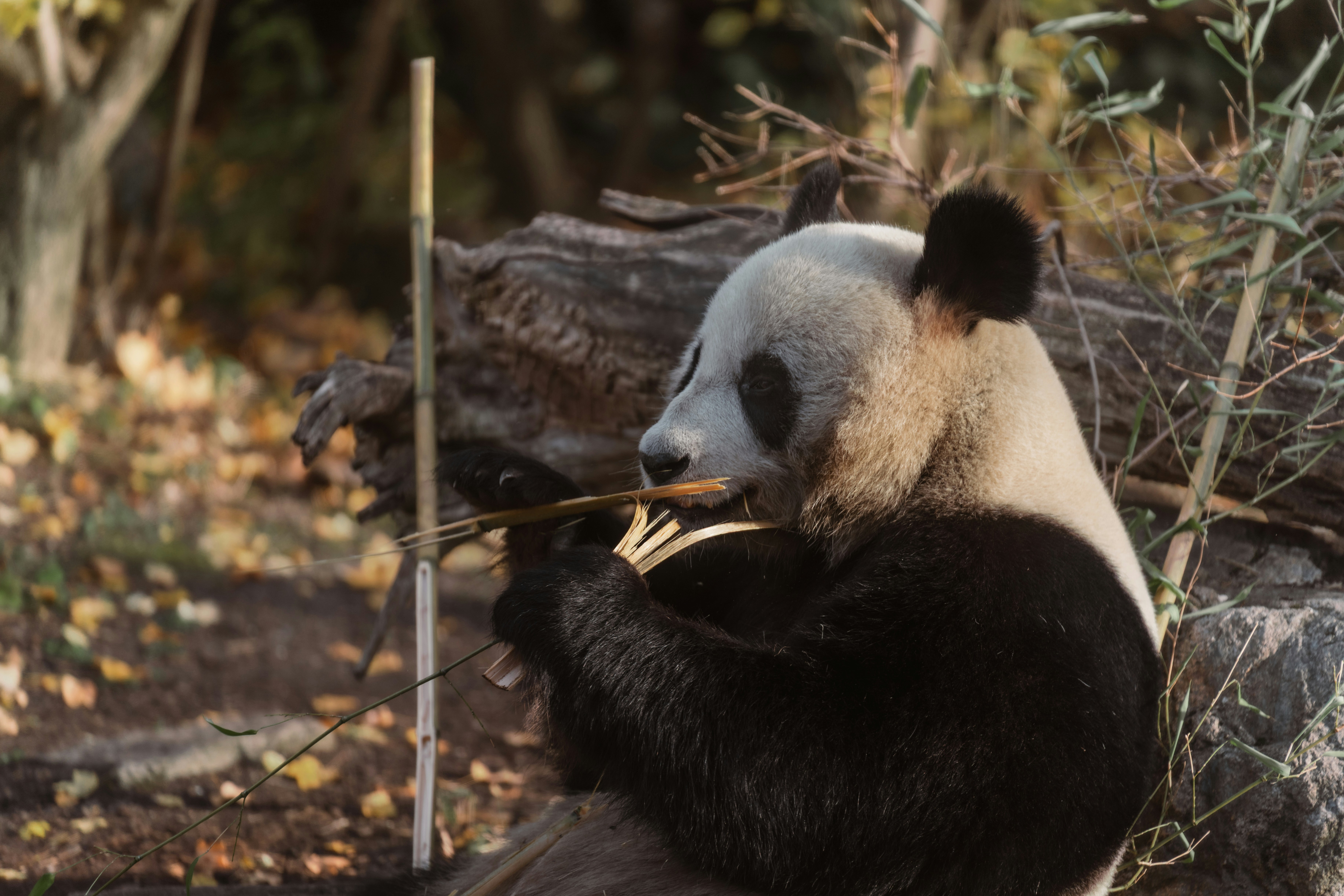 Crunch Yourself to Sleep: The Wildly Calming World of Panda ASMR Taking Over America's Bedrooms