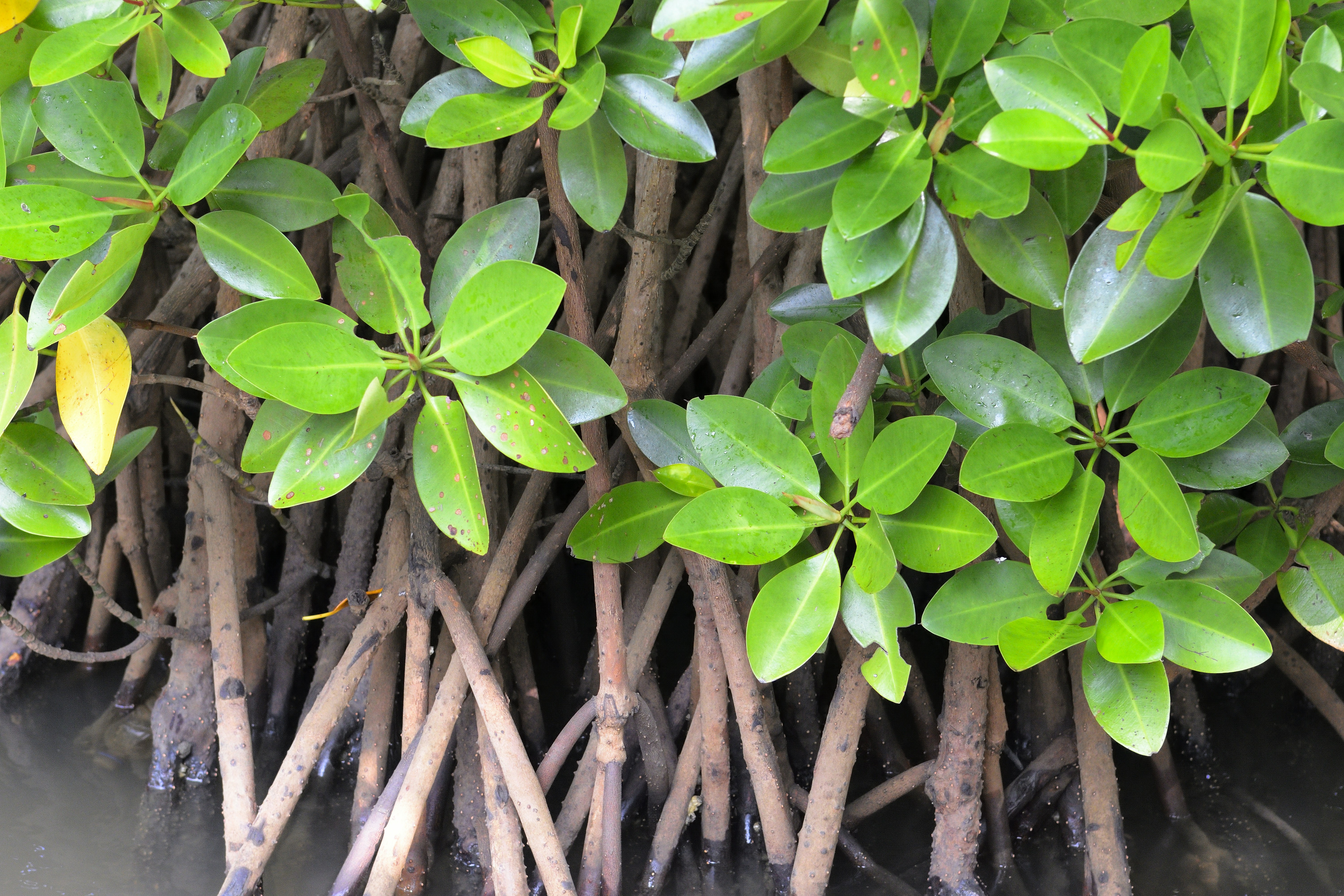 Close-up of mangrove roots and green leaves