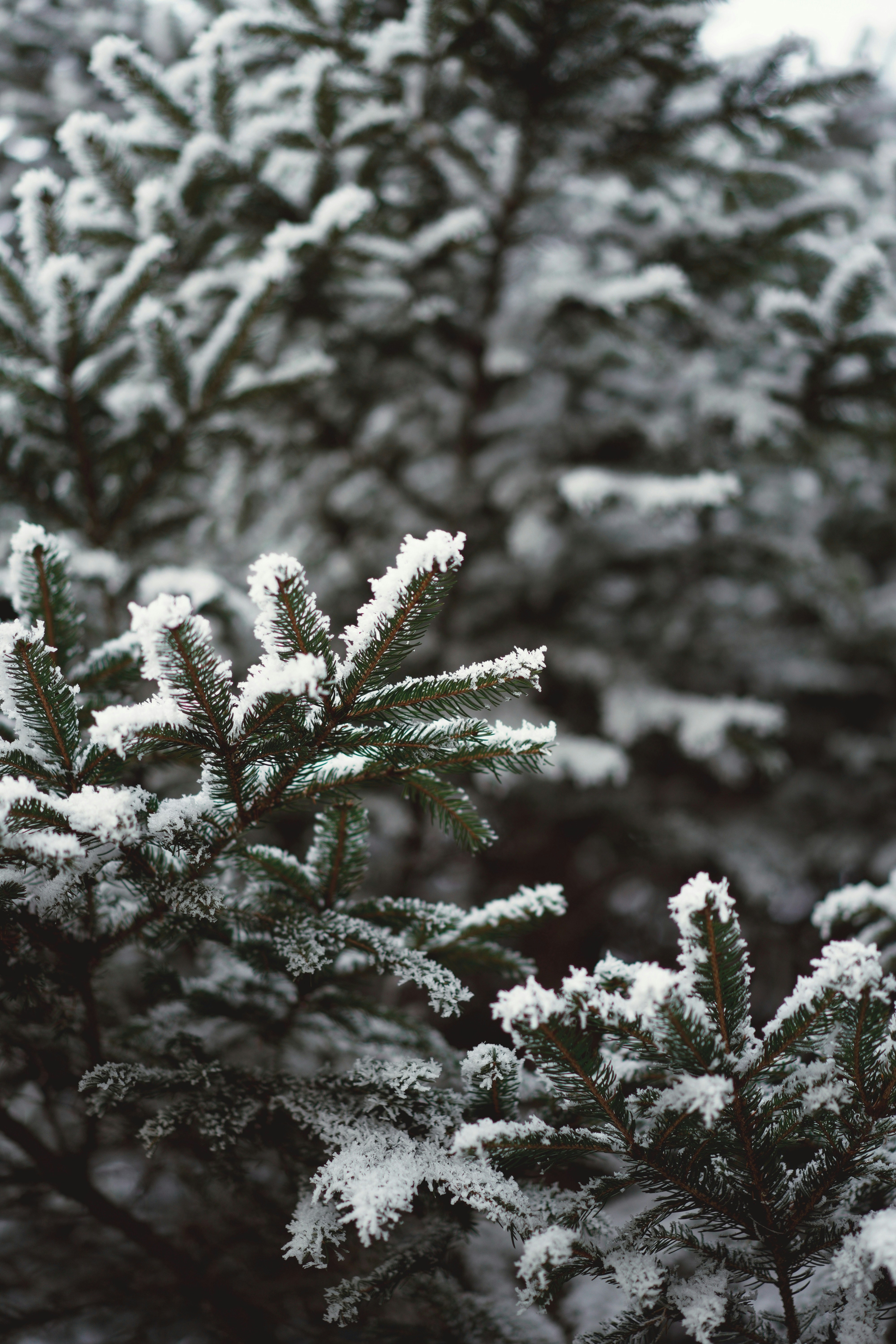 Pine branches covered in frost and snow.