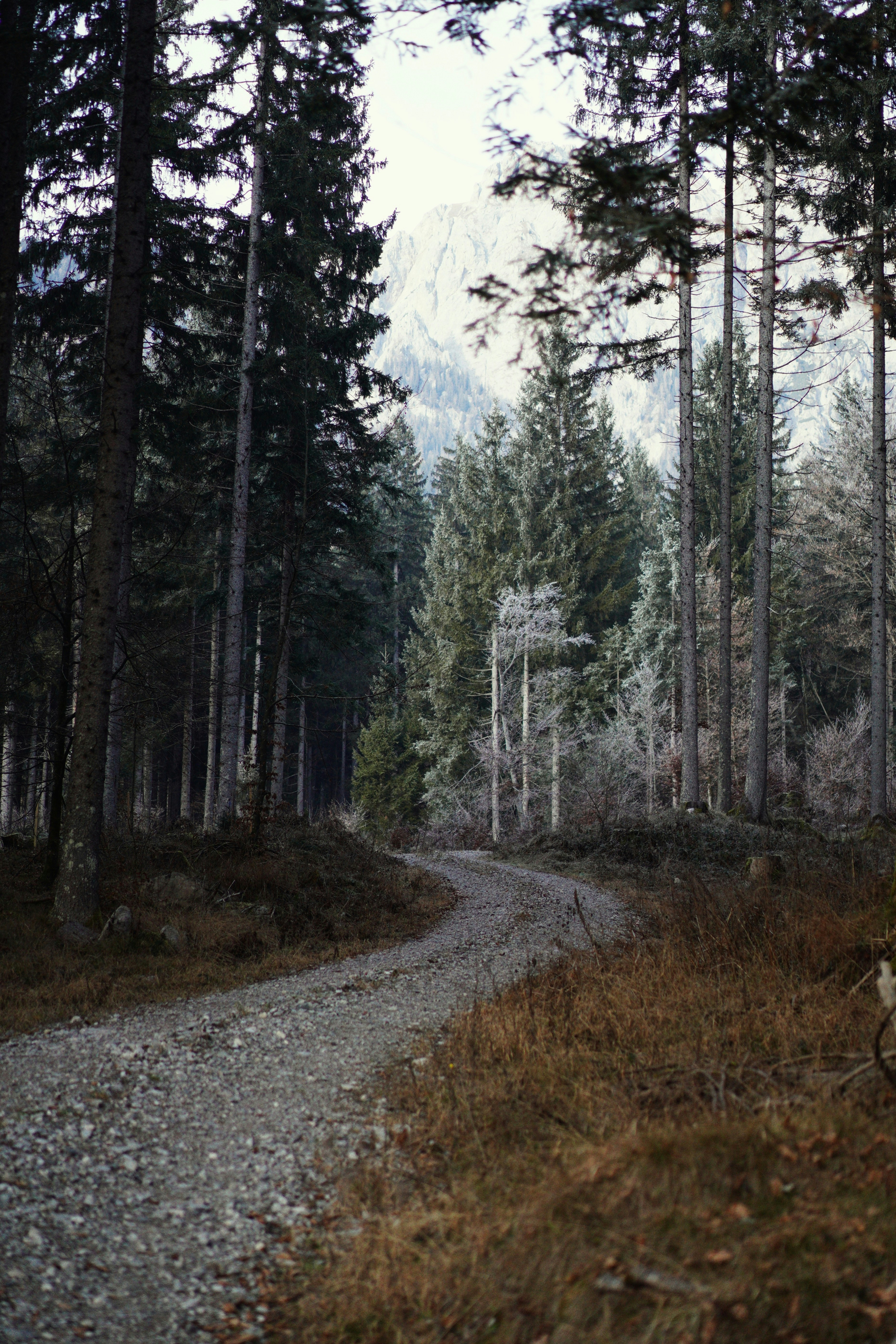 A winding dirt road through a dark, winter forest.