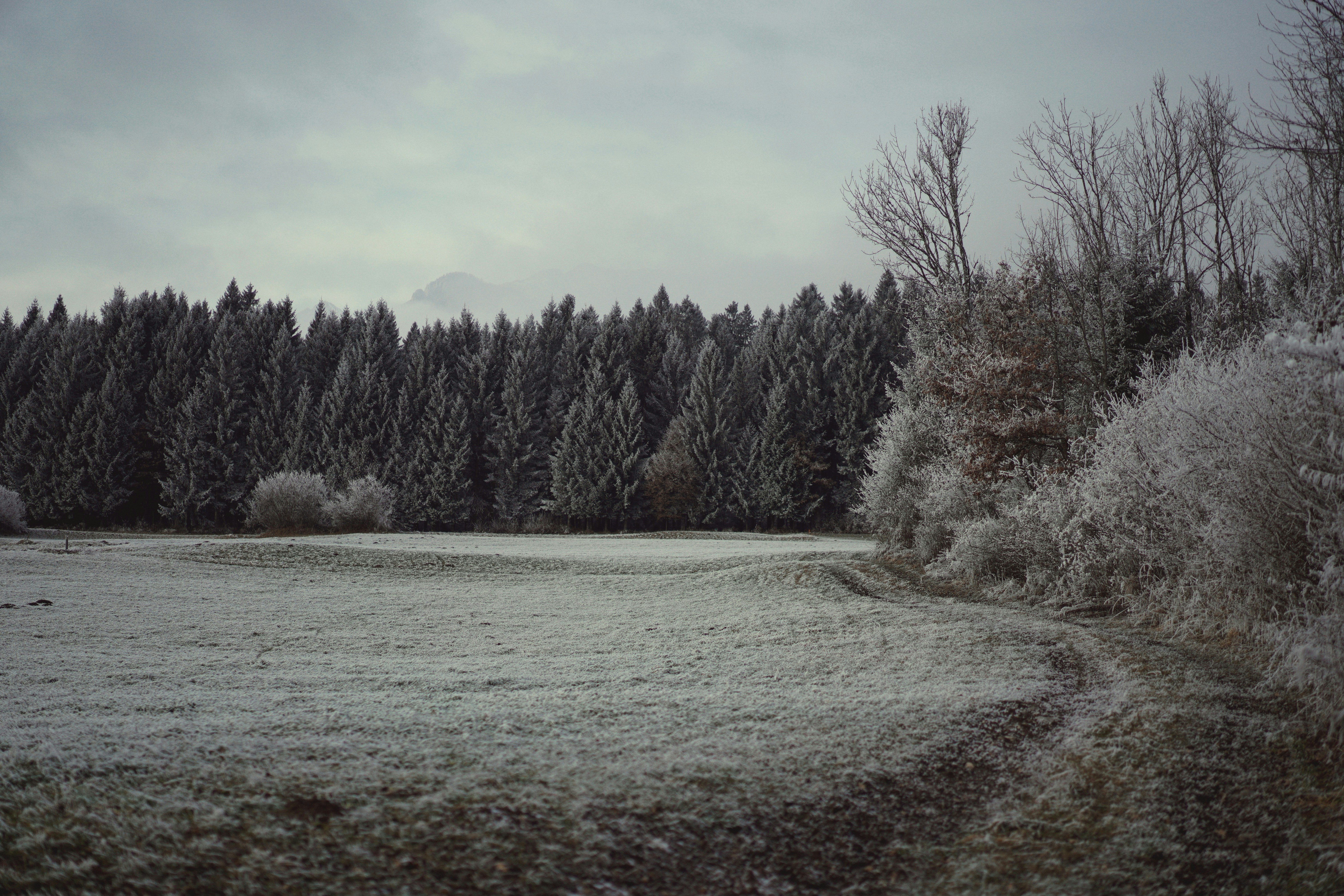 Frosty trees and field under a cloudy sky