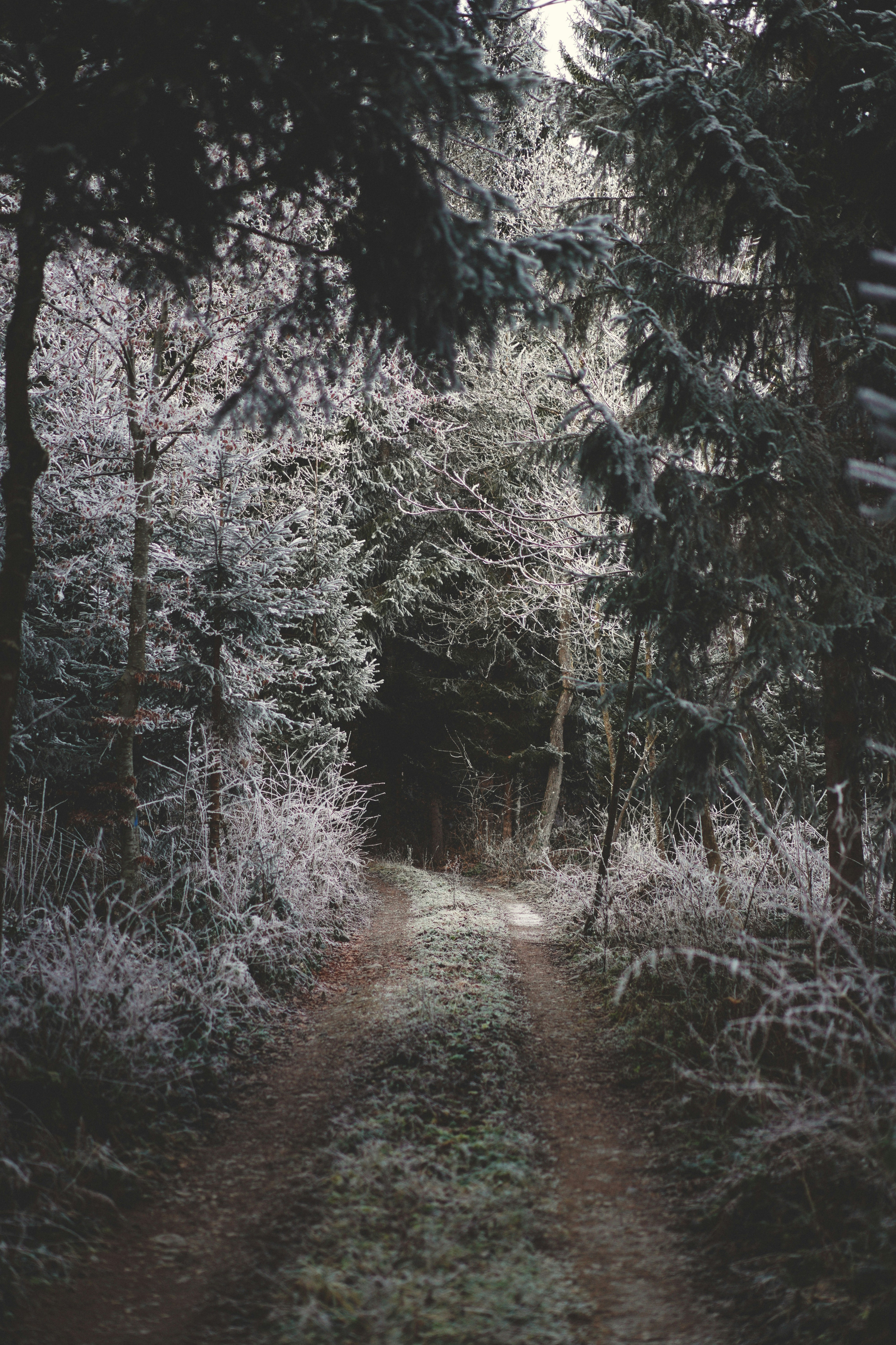 A frosty forest path with snow-covered trees.
