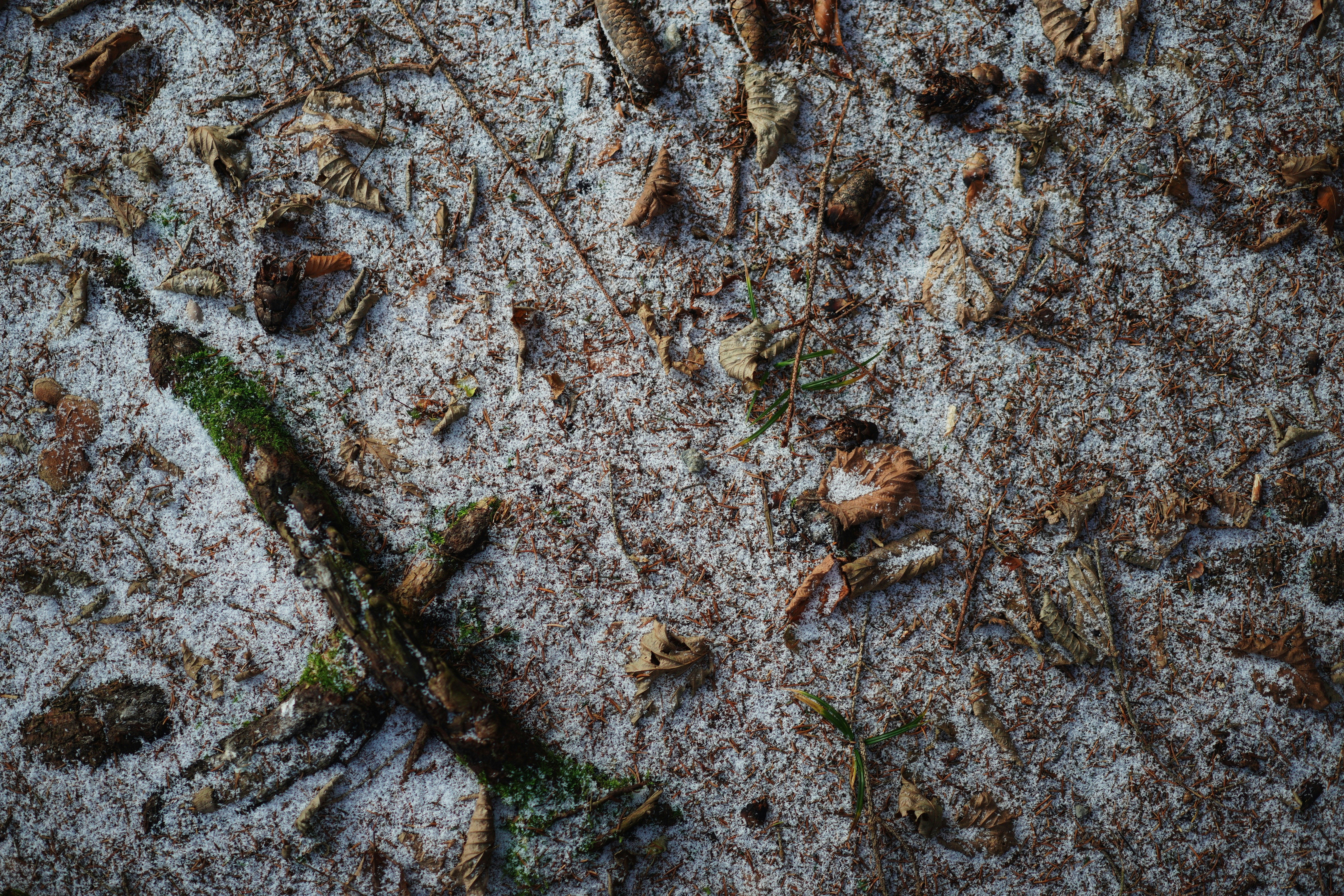 Fallen leaves and twigs covered in frost