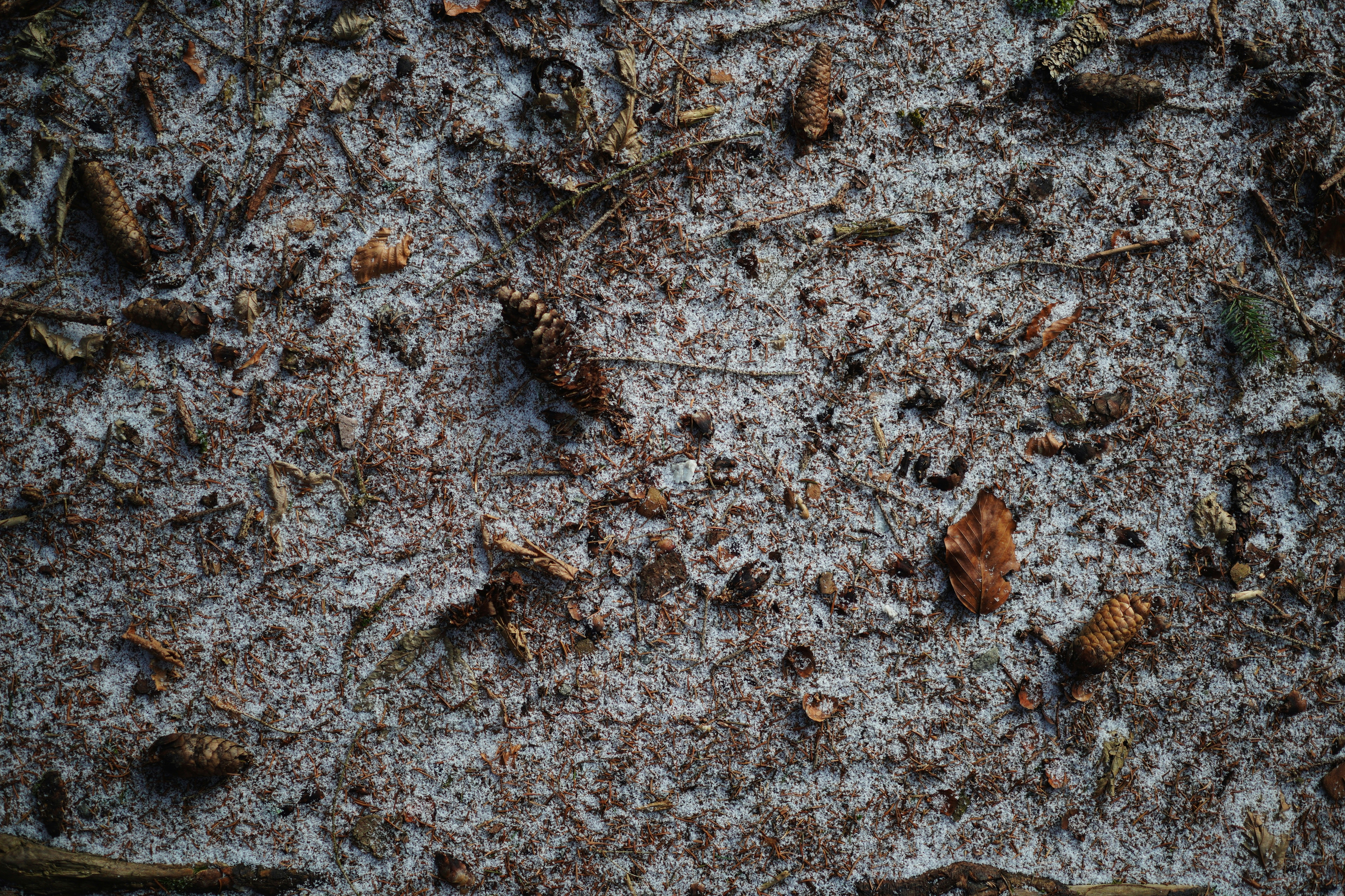 Close-up of dry leaves and dirt on the ground