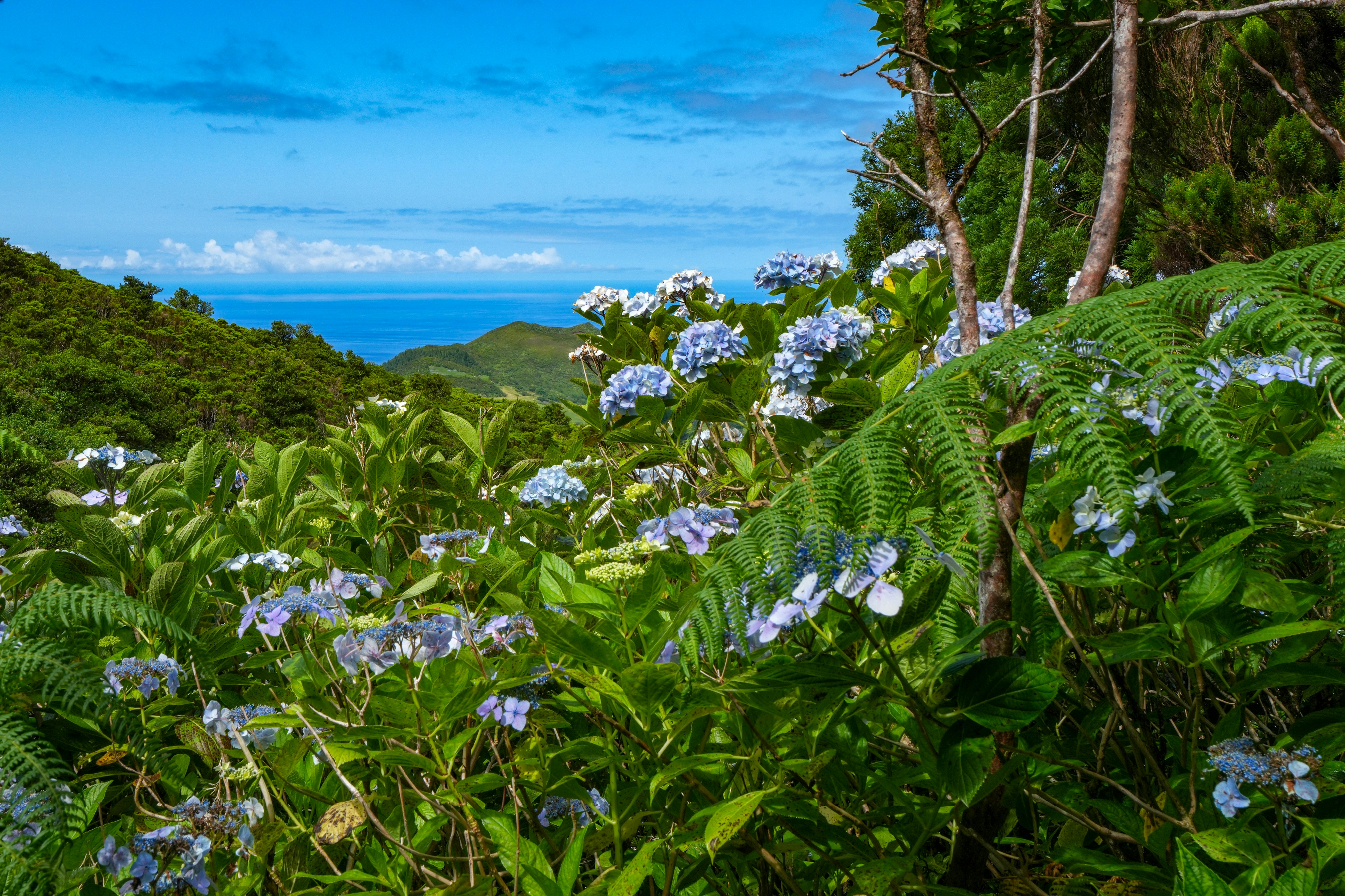 Lush green foliage and blue hydrangeas overlook ocean
