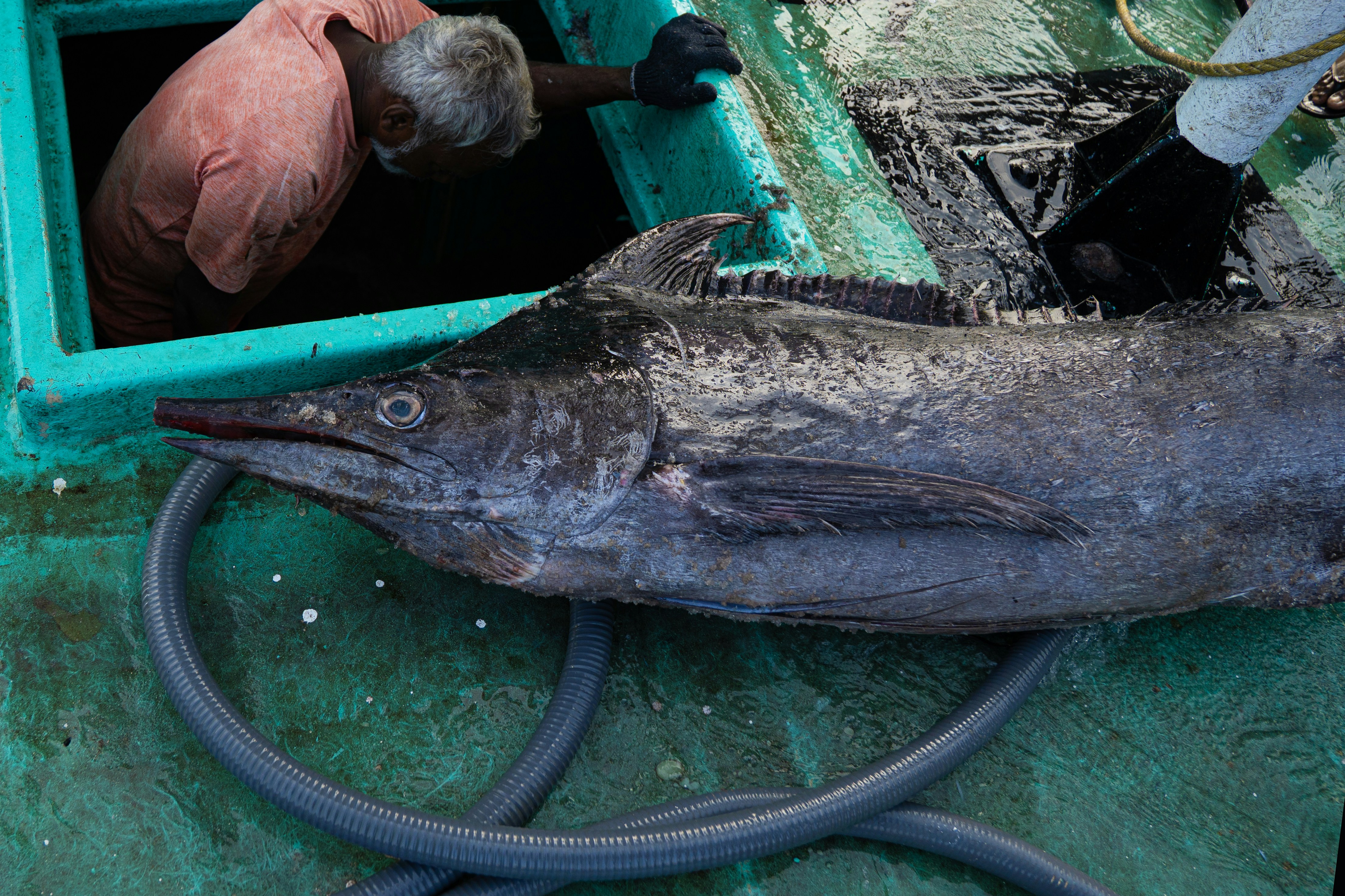 Nelayan mengangkut marlin besar ke perahu