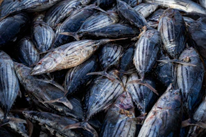 A large pile of freshly caught fish