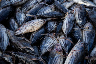 A large pile of freshly caught fish