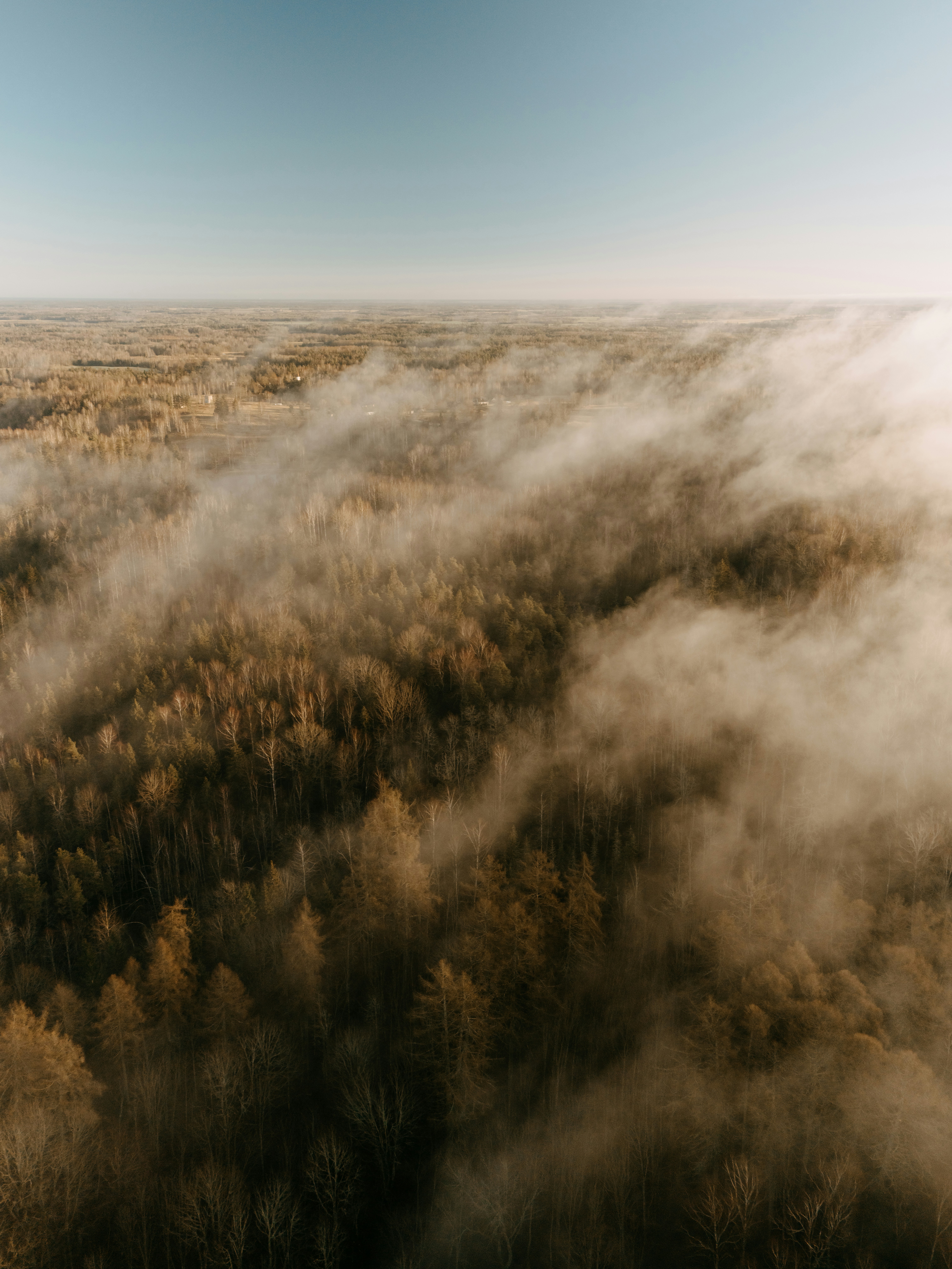 Misty forest canopy under a clear sky