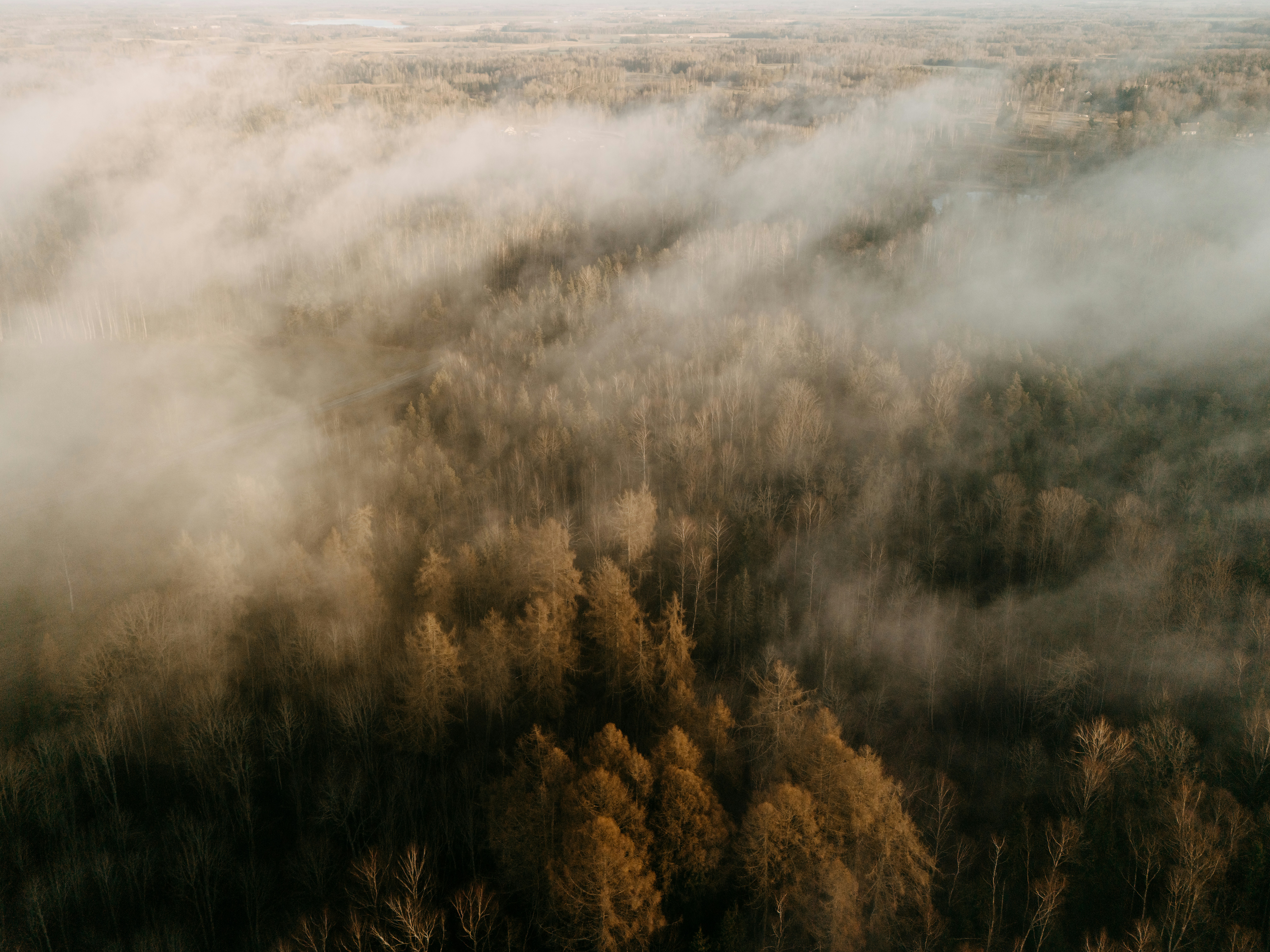 Misty forest canopy with tall evergreen trees