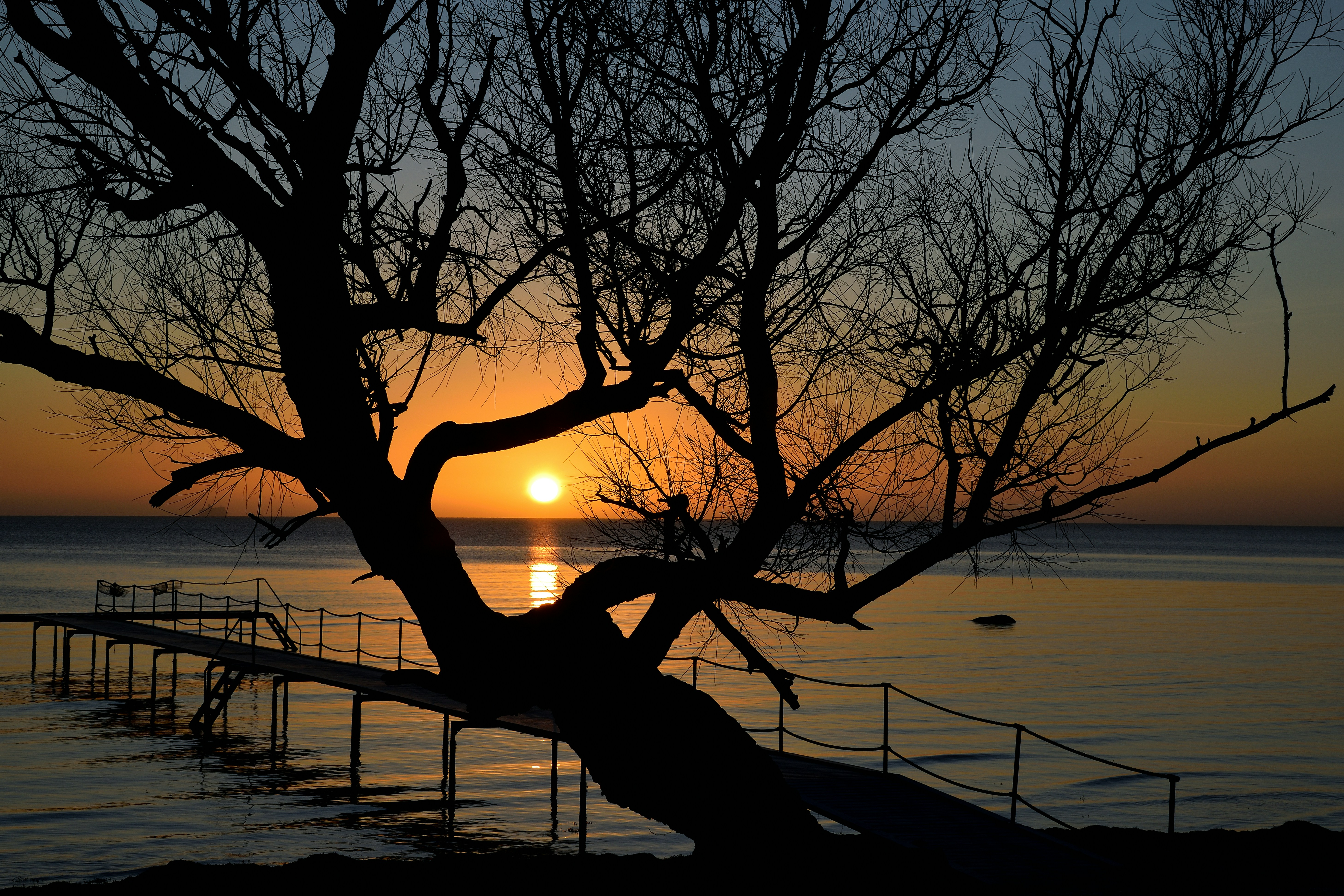 Silhouette of a tree against a sunset over water.