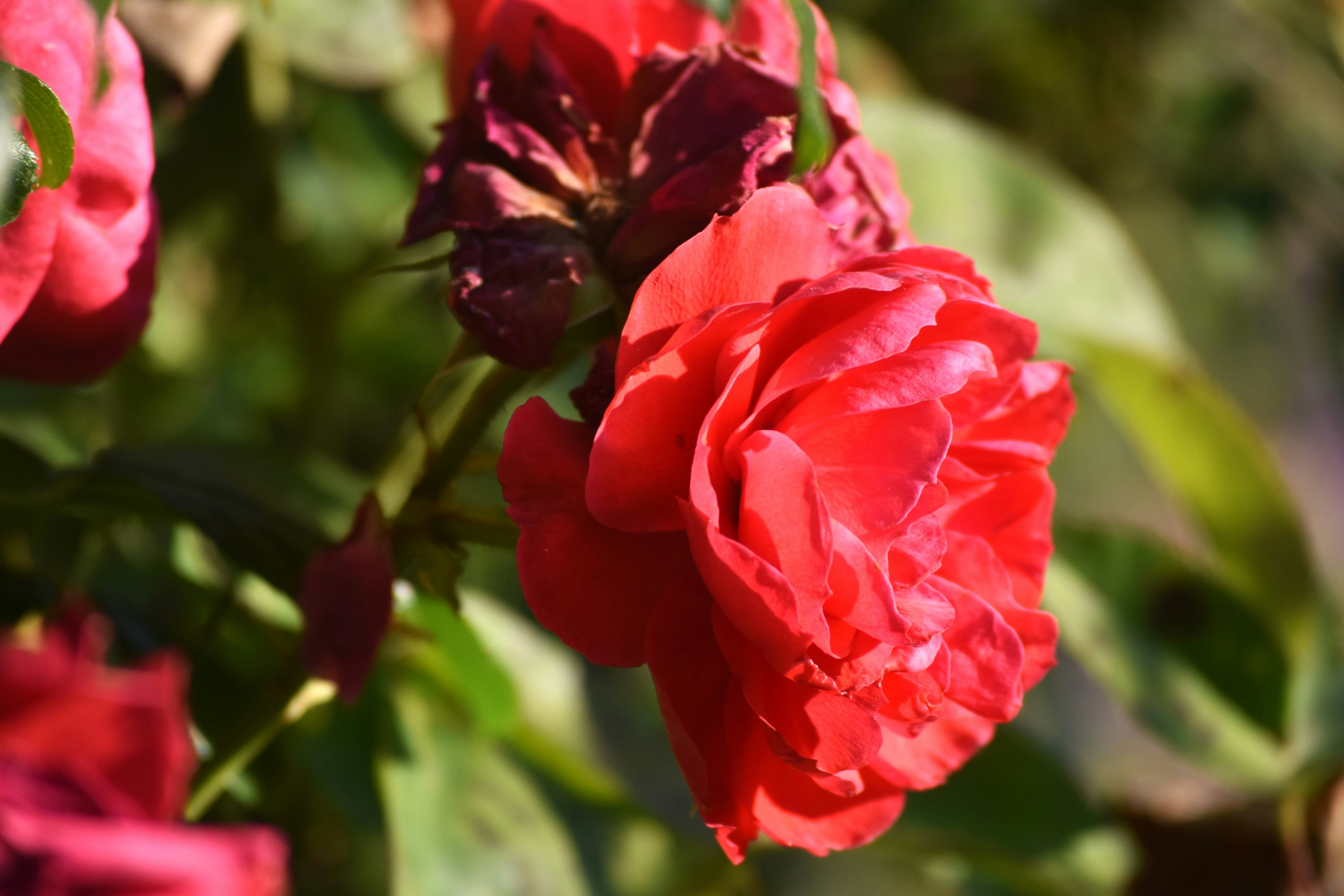 Photo by danielelarosa