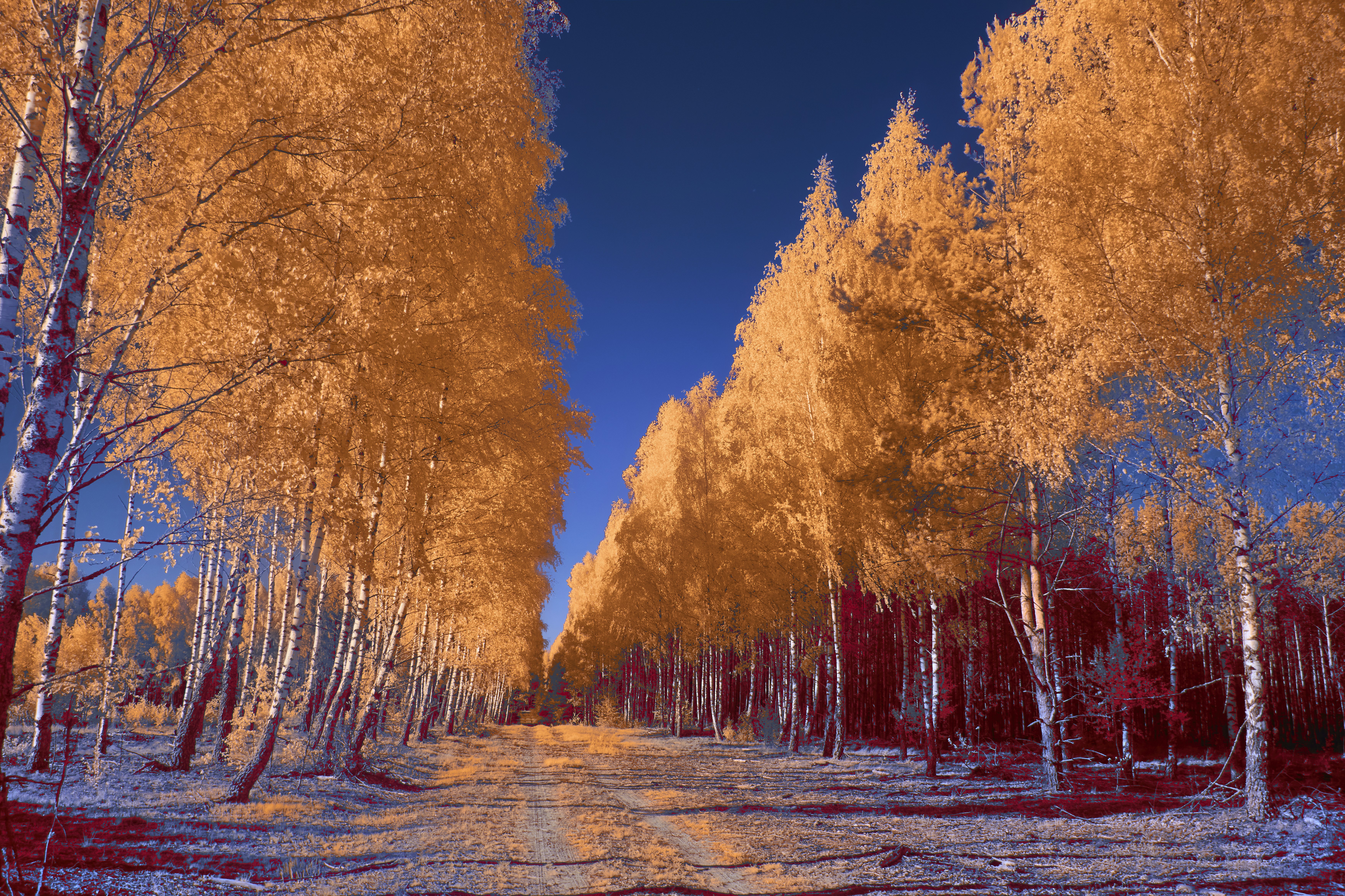 Photo by wolfgang_hasselmann