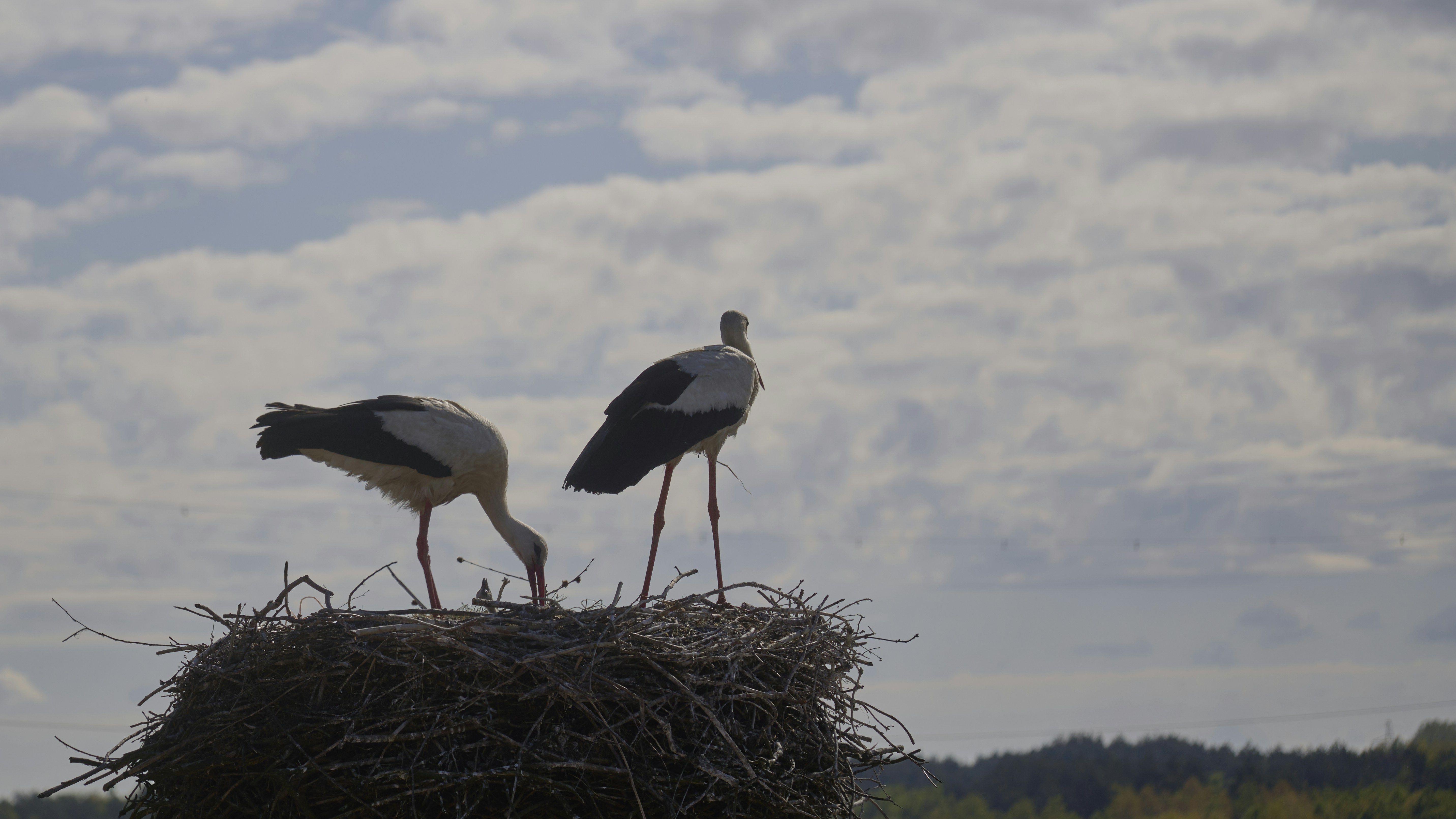 Photo by wolfgang_hasselmann