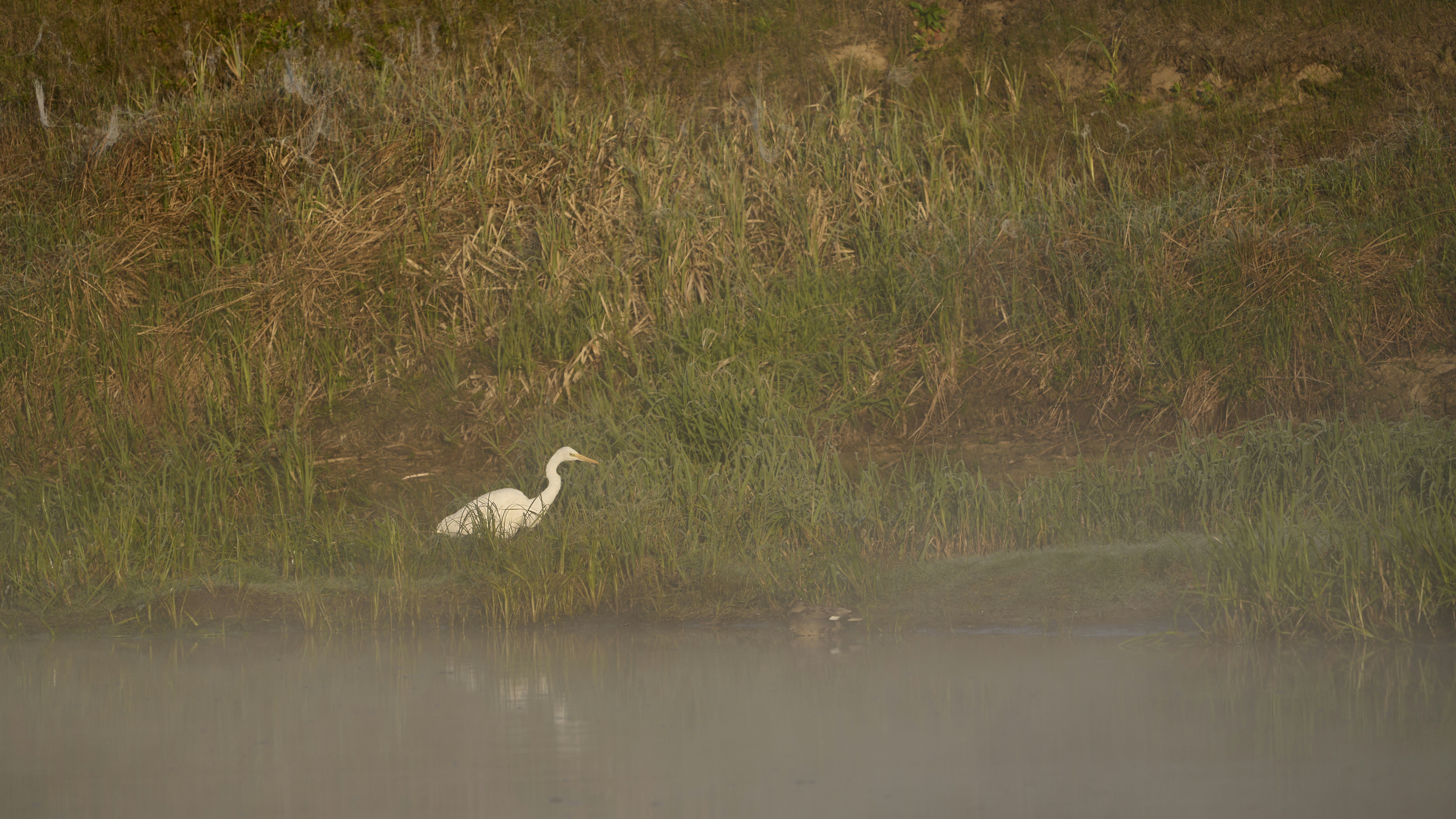 A white egret stands by a misty body of water.